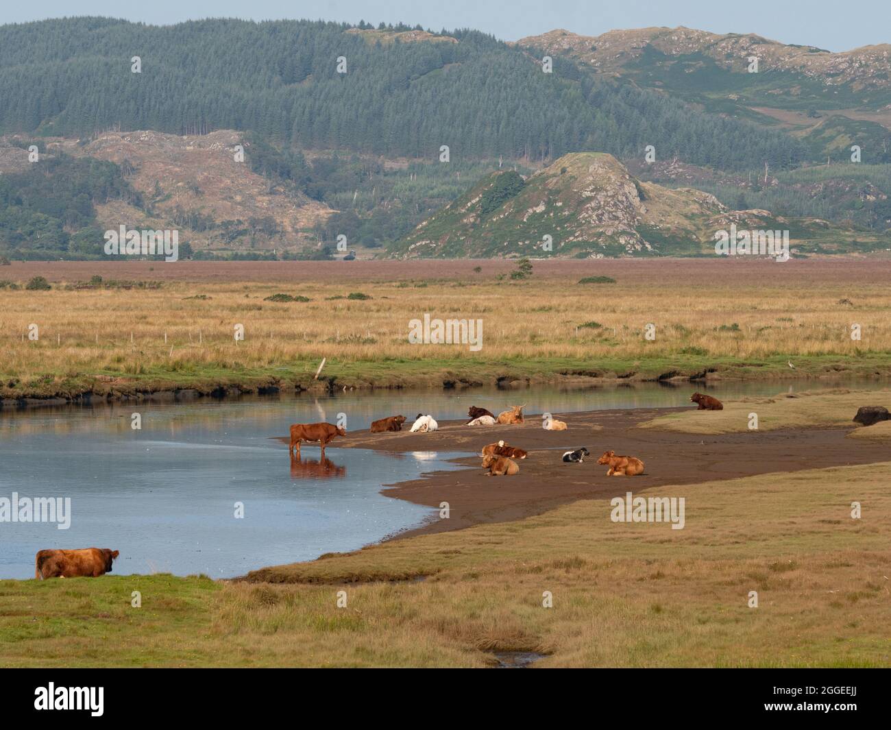 Bestiame che attraversa il fiume Aggiungi Moine Mhòr Foto Stock