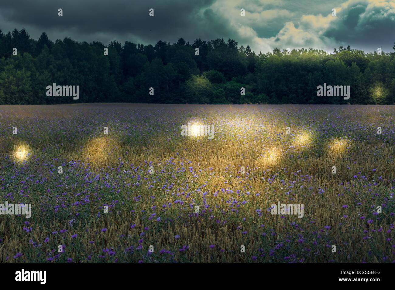 Campo di mais con il blu di girasole imminente Foto Stock