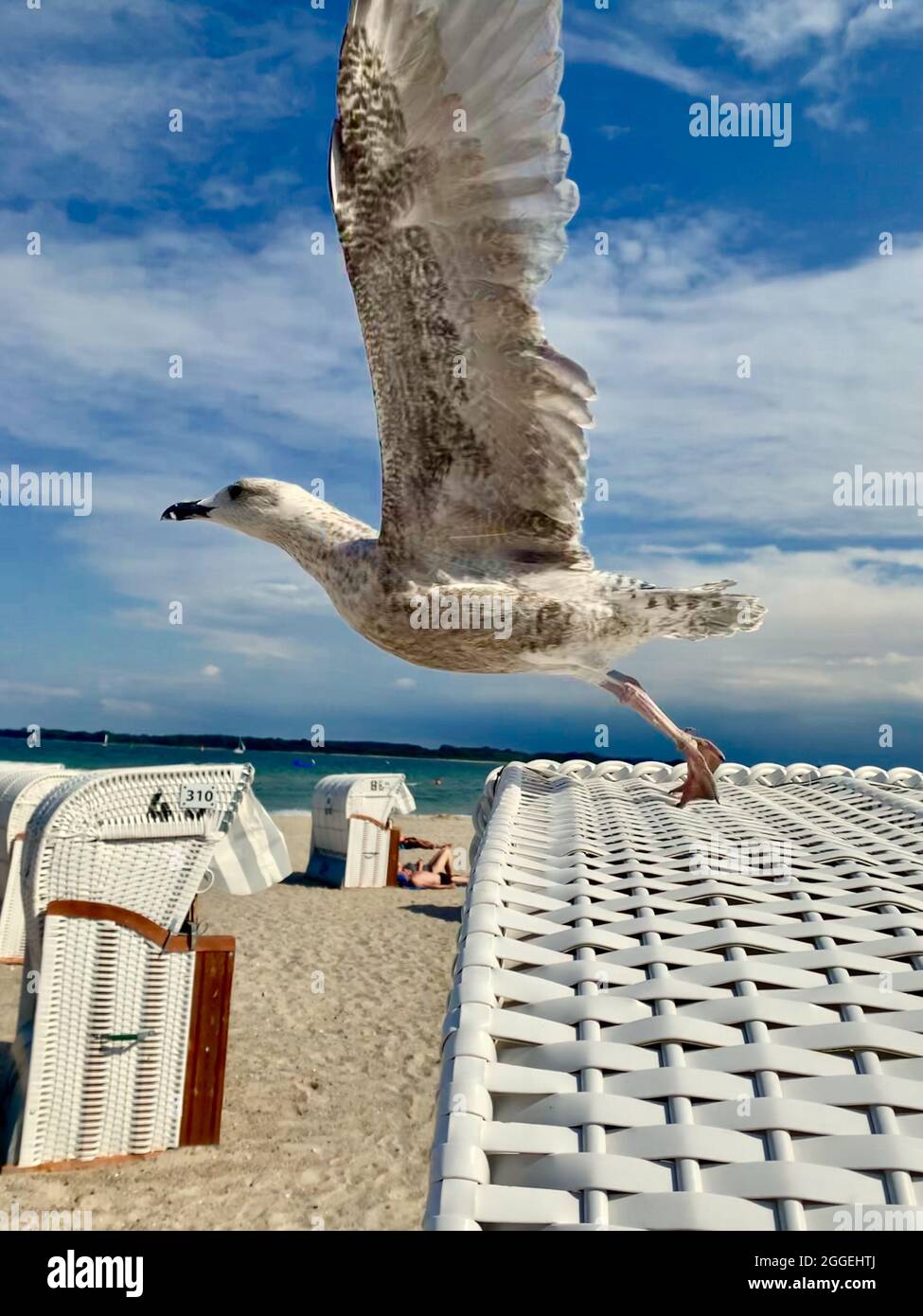 Moewe fliegt von einem Strandkorb los Foto Stock