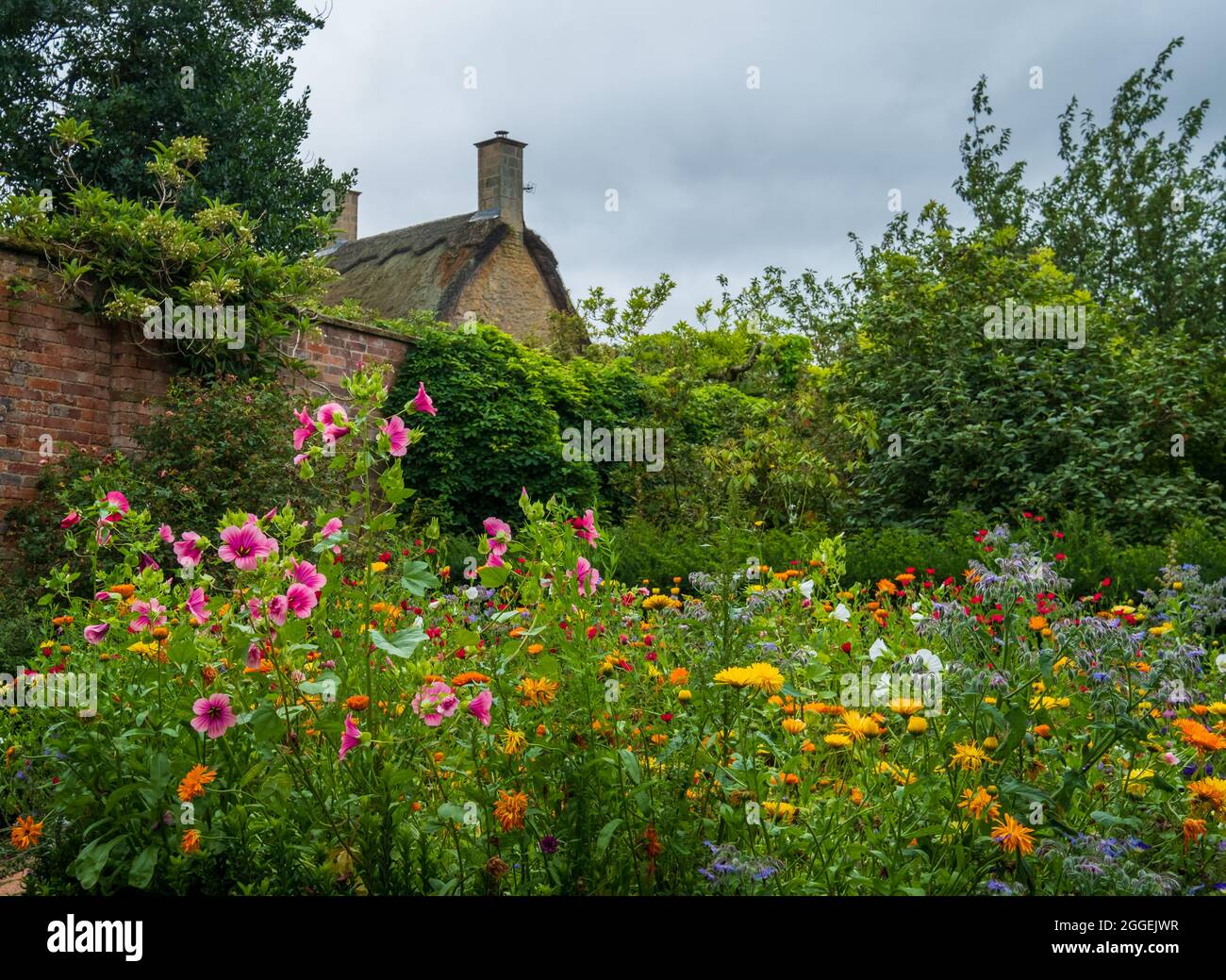 Varietà di fiori selvatici colorati, tra cui trifida mallow color magenta con occhio verde vivo, nel giardino Hodcote vicino Chipping Campden nel Cot Foto Stock