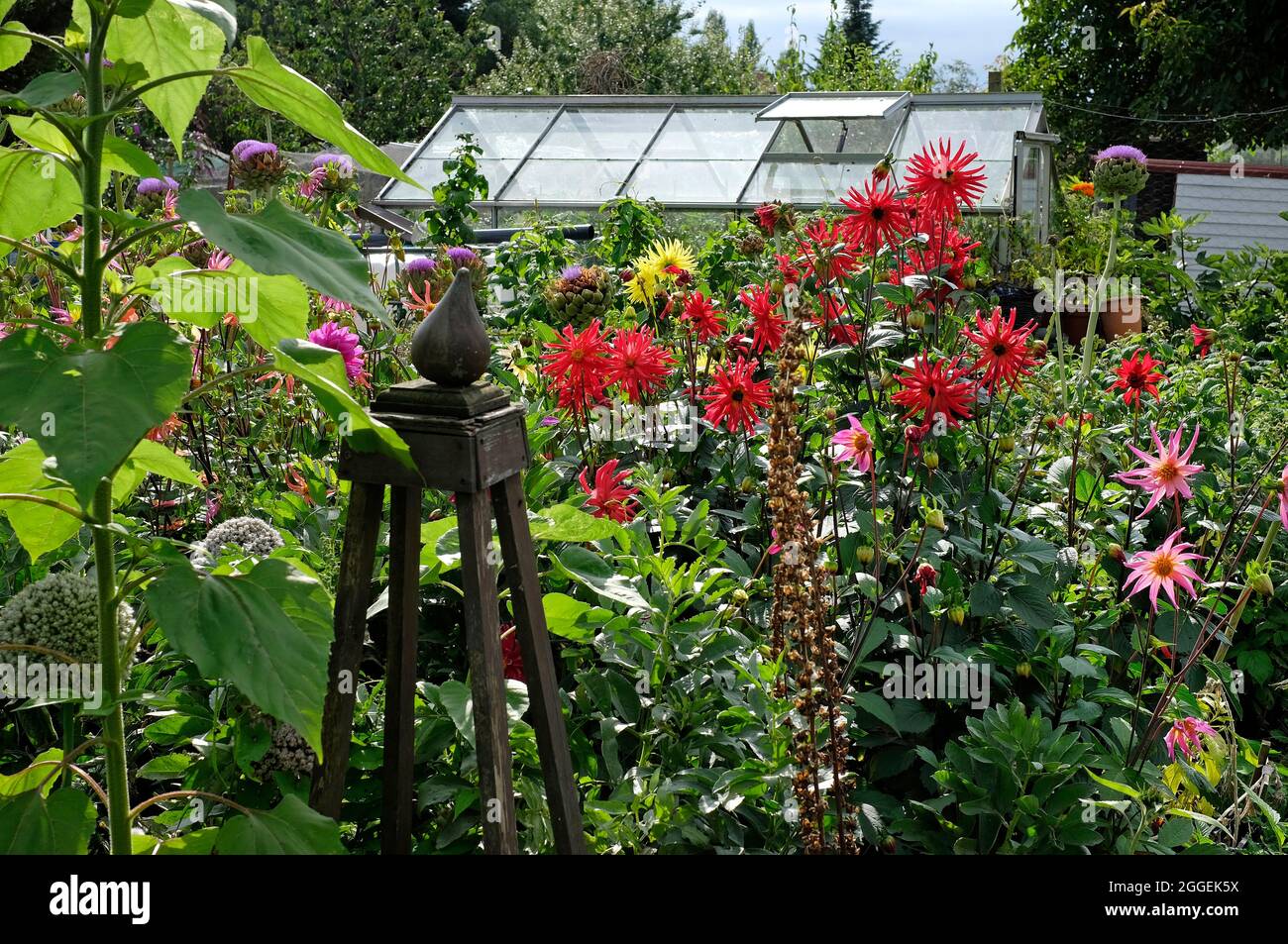 fiori in giardino urbano di assegnazione, norfolk, inghilterra Foto Stock