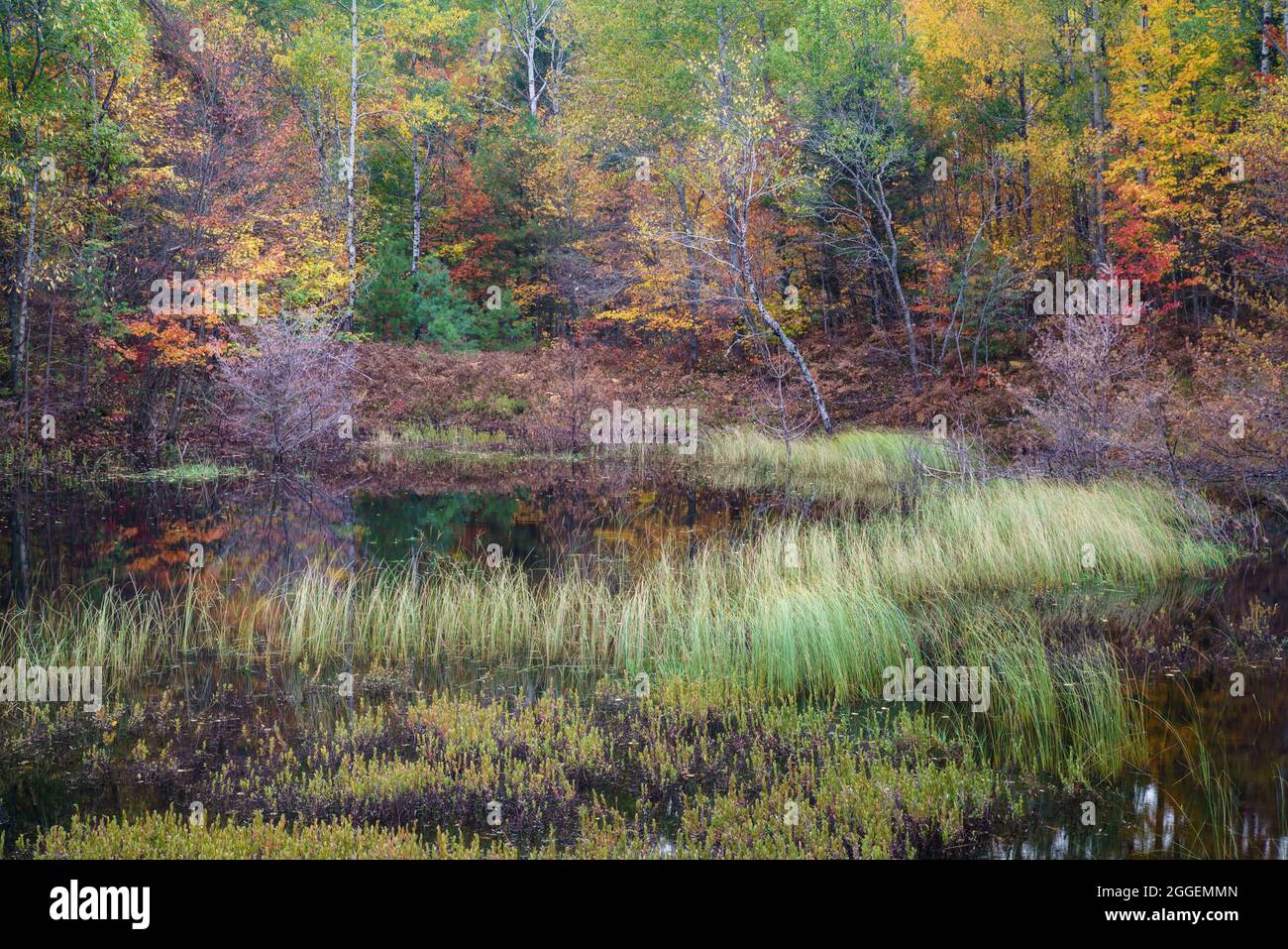 Laghetto forestale nella foresta nazionale di Hiawatha nel Michigan Foto Stock