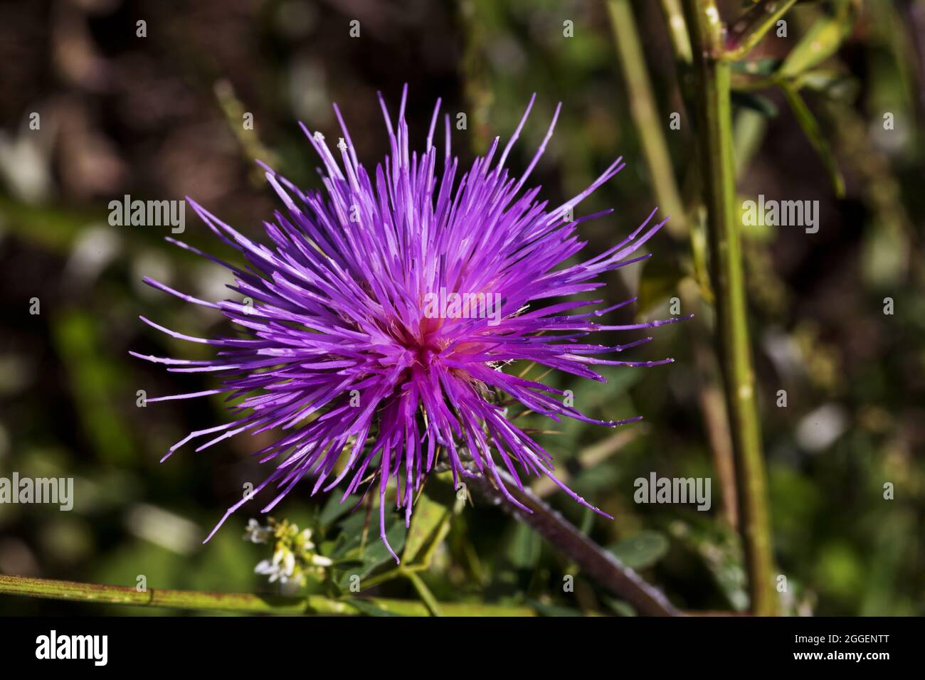 Sfumature di rosa e viola in fieno lungo l'estensione Sky Center Road della Catalina Highway sul monte Lemmon a Tucson, Arizona, Foto Stock