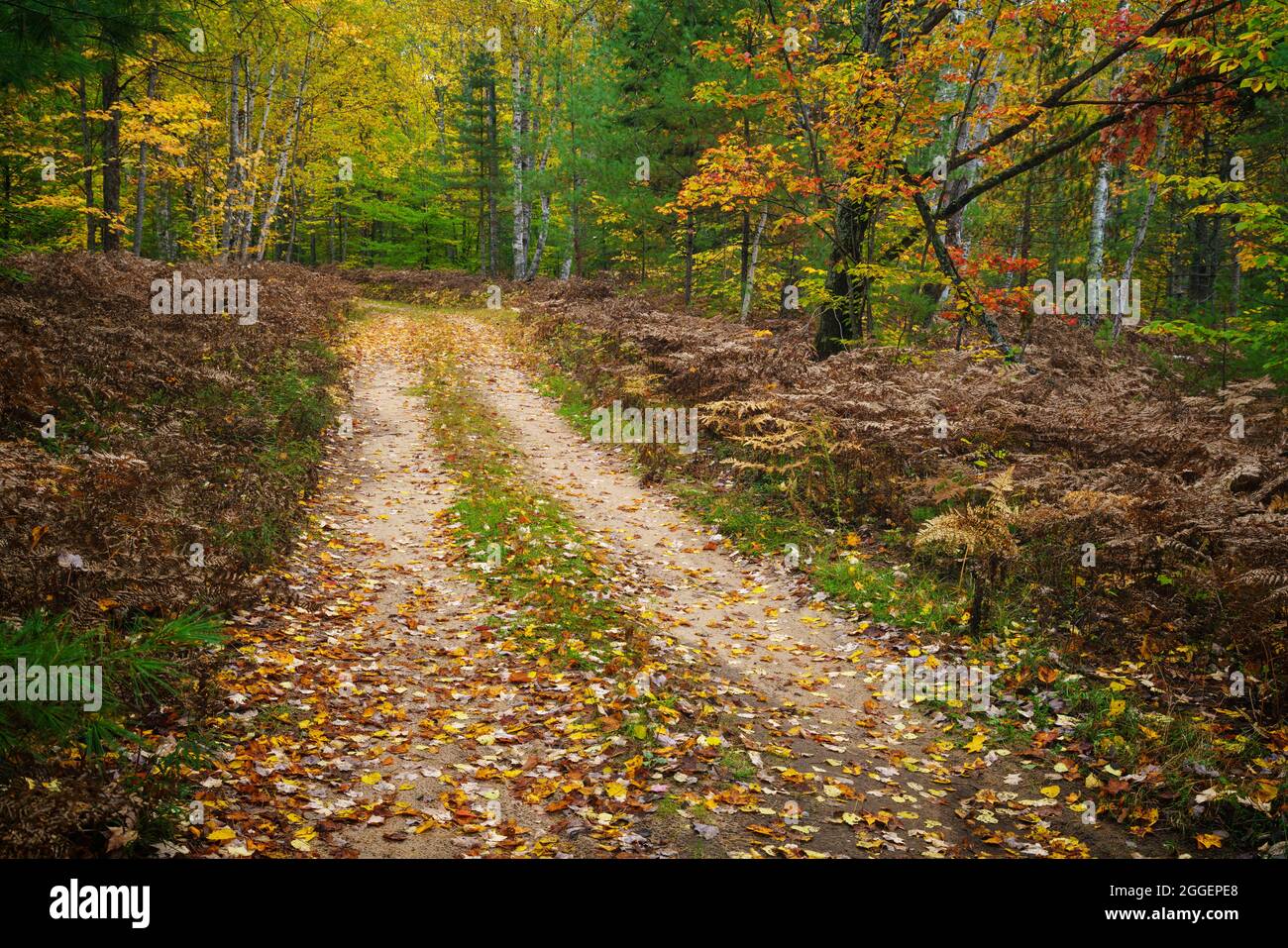 Strada sterrata attraverso la foresta autunnale in Hiawatha National Forest nel Michigan Foto Stock