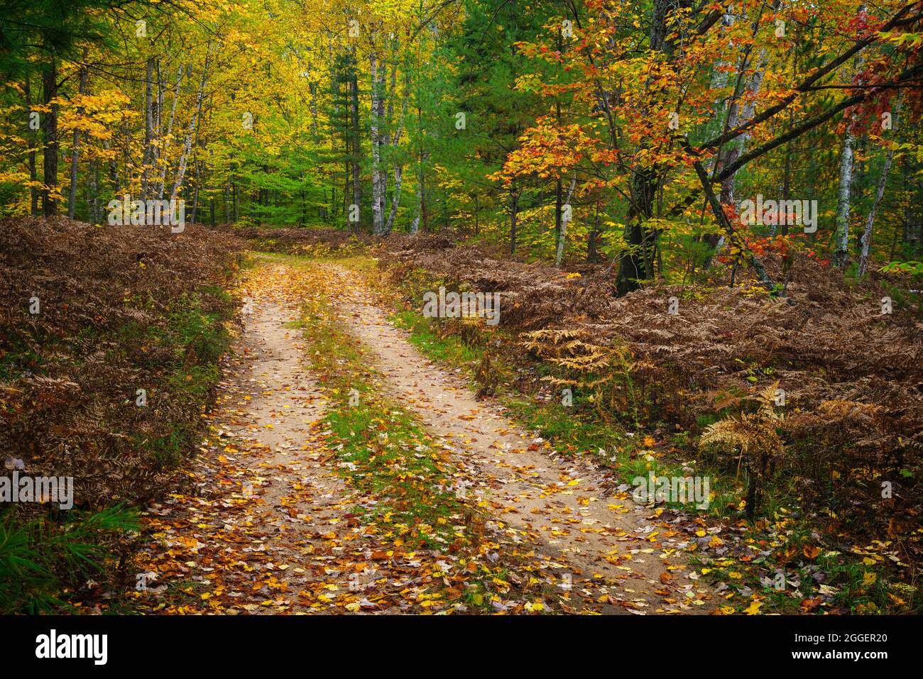 Strada sterrata attraverso la foresta autunnale in Hiawatha National Forest nel Michigan Foto Stock