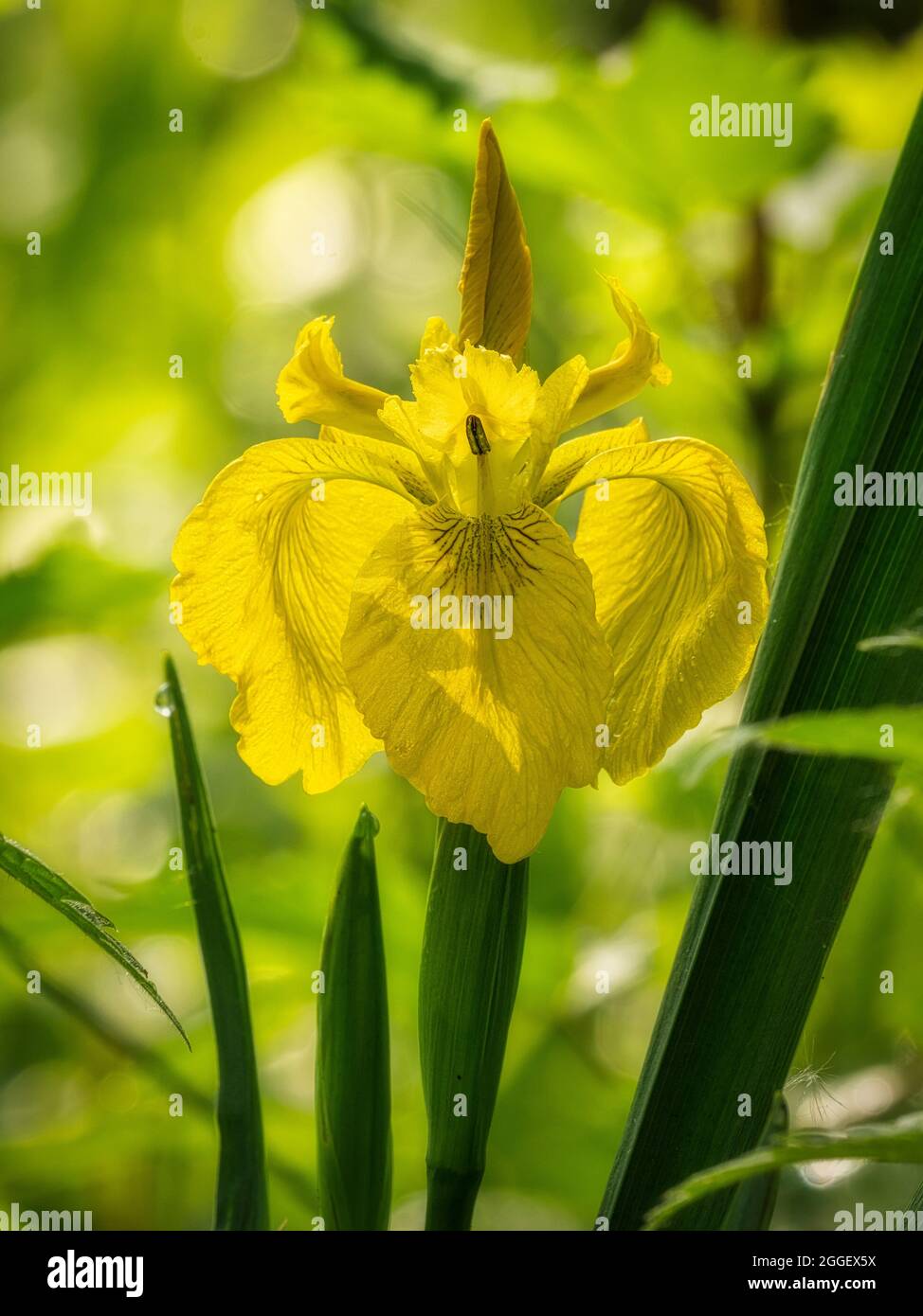 Bandiera Iris (Iris pseudacorus) a fine giugno, Askham Bog, York, Inghilterra. Foto Stock