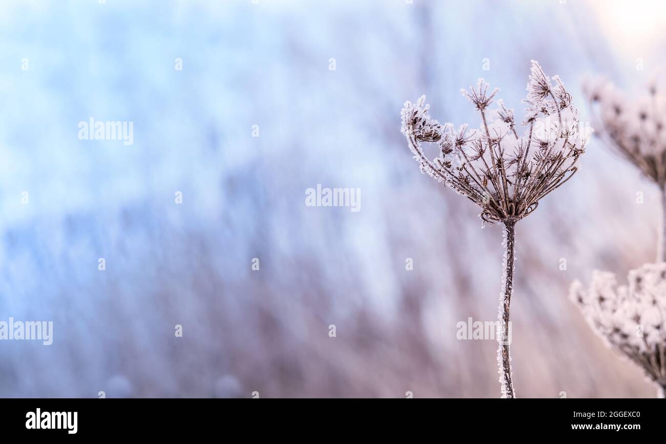 Fiocchi di neve su erba gialla. Neve sfondo. Erba deriva sulla neve. Glassa di fiocchi di ghiaccio. Foto Stock