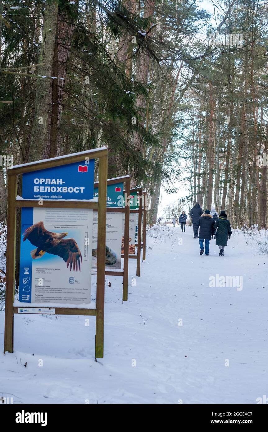 Curonian Spit, regione di Kaliningrad, Russia, 31 gennaio 2021. Manifesti di animali rari e uccelli. Si trova con foto di specie in pericolo di flora e. Foto Stock