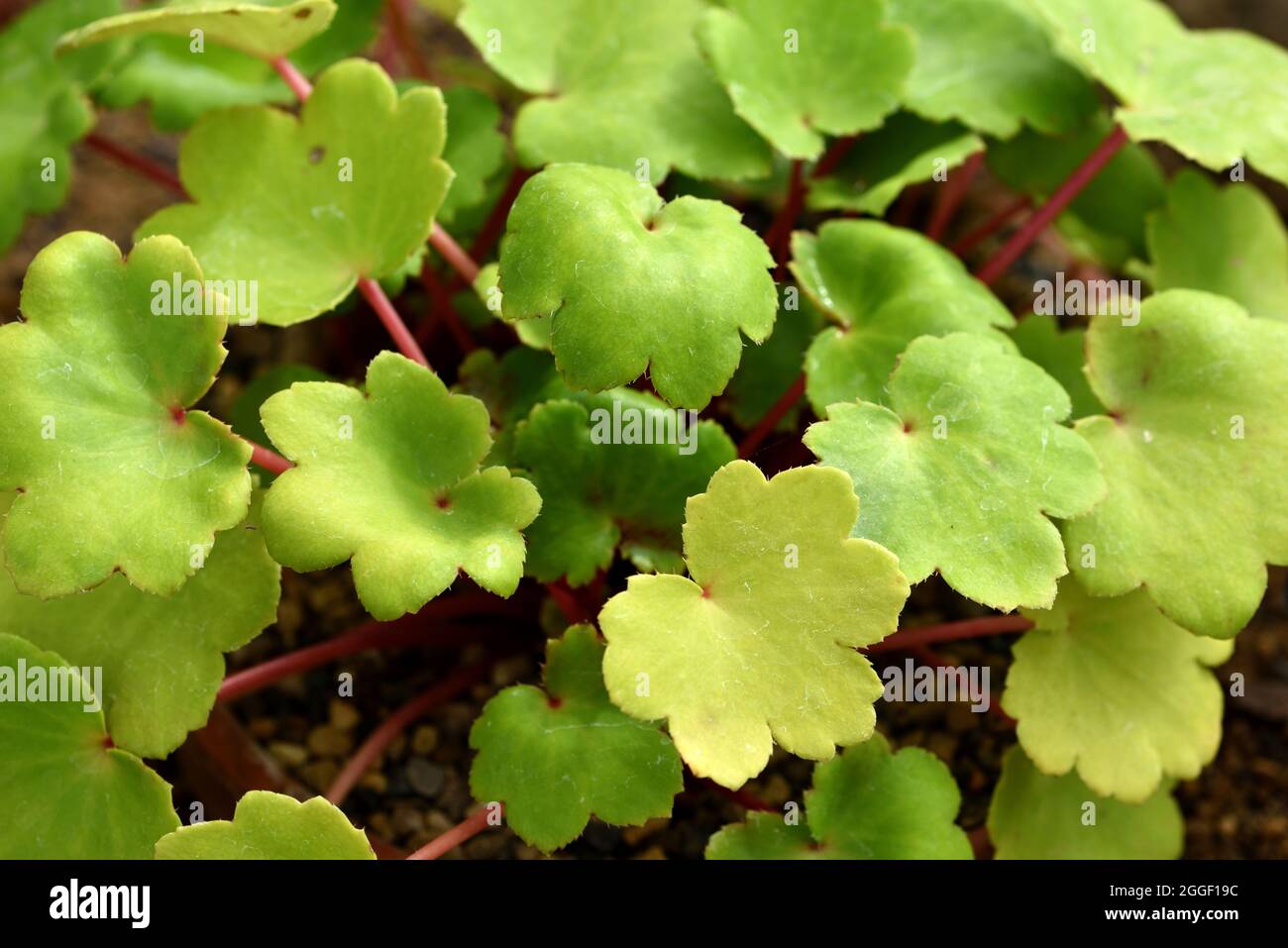 Le foglie di Saxifrage Gelbes Monster. Foto Stock