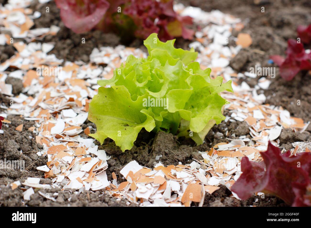 Conchiglie di uova pulite, asciutte e schiacciate intorno alle giovani piante di lattuga di Lollo Rossa per aiutare a dissuadere le brocche. REGNO UNITO Foto Stock