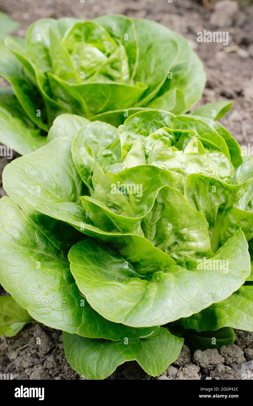 Lattuga sativa 'Little Gem' Cos lattuga che cresce in un orto. REGNO UNITO Foto Stock