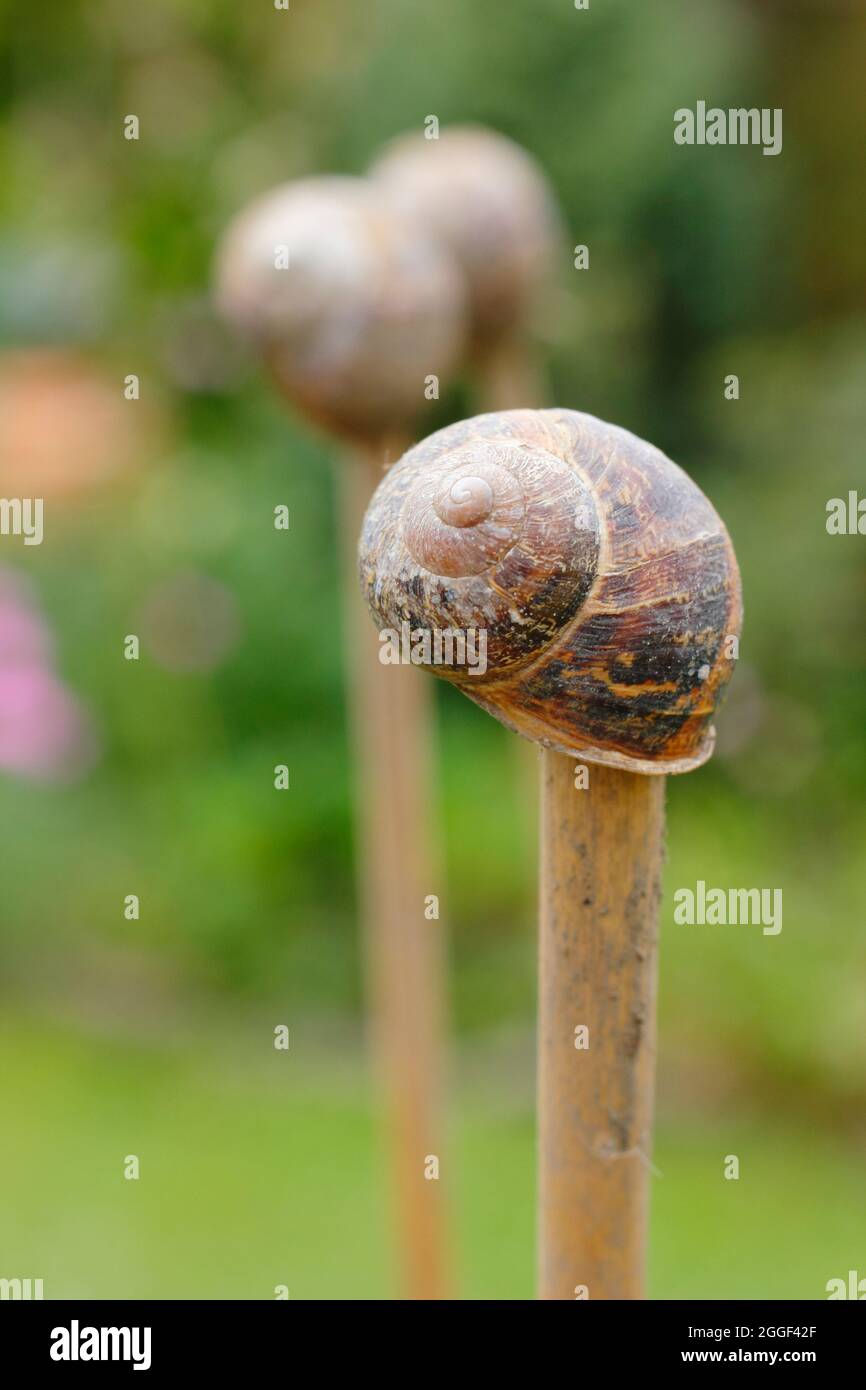 Toppers di canna. Gusci vuoti di lumaca Top canne da giardino per aiutare a prevenire lesioni da estremità di canna affilata e facilitare il drappeggio di rete su raccolti Foto Stock