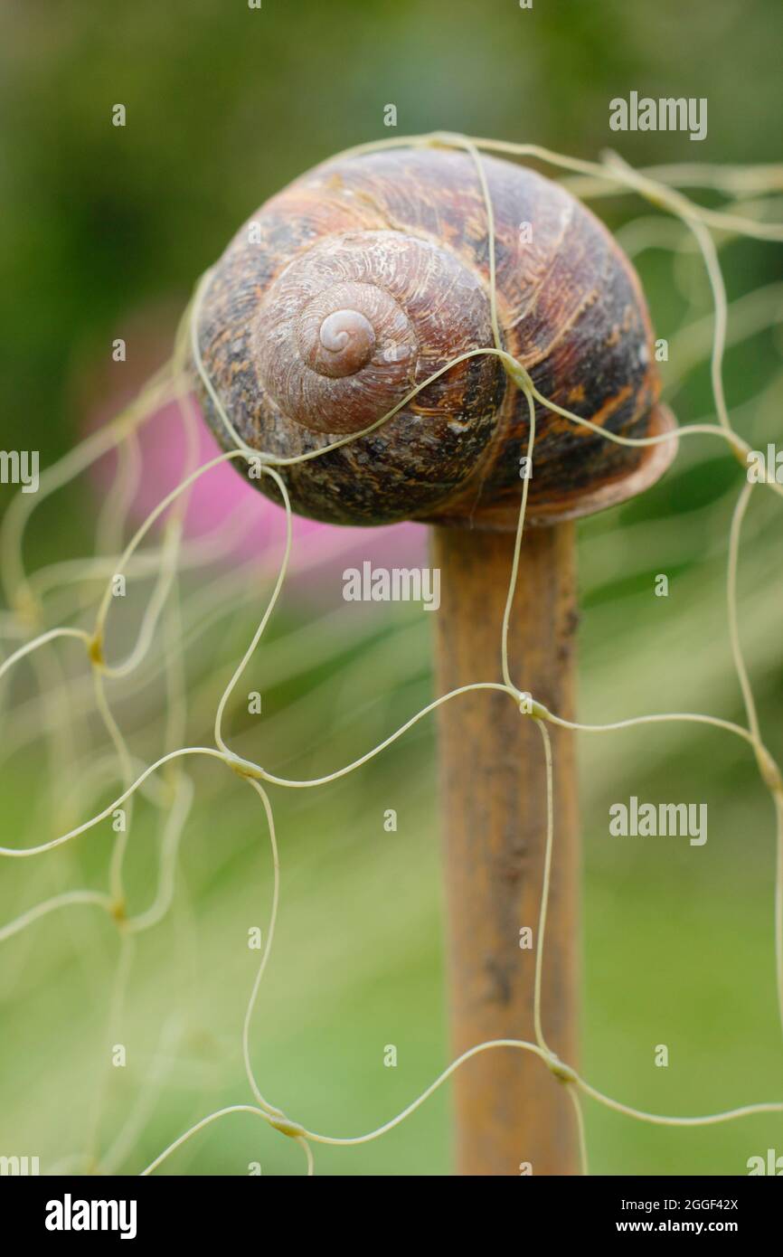 Topper di canna. Gusci vuoti di lumaca Top canne da giardino per aiutare a prevenire lesioni da estremità di canna affilata e facilitare il drappeggio di rete su raccolti. REGNO UNITO Foto Stock