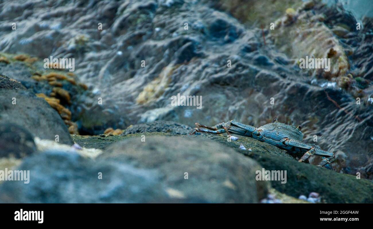 Mimetizzazione del granchio nelle barriere coralline polinesiane dell'isola di Taha'a Foto Stock