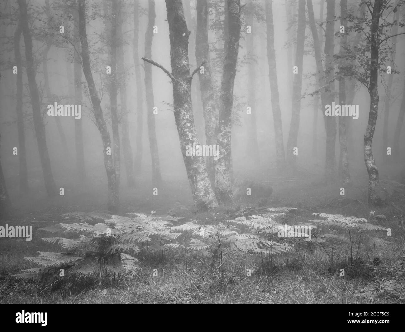 Boschi di nebbia con felci in primo piano dal Parco Nazionale di Peneda Geres, a nord del Portogallo. (Fotografia analogica. 120 pellicola) Foto Stock