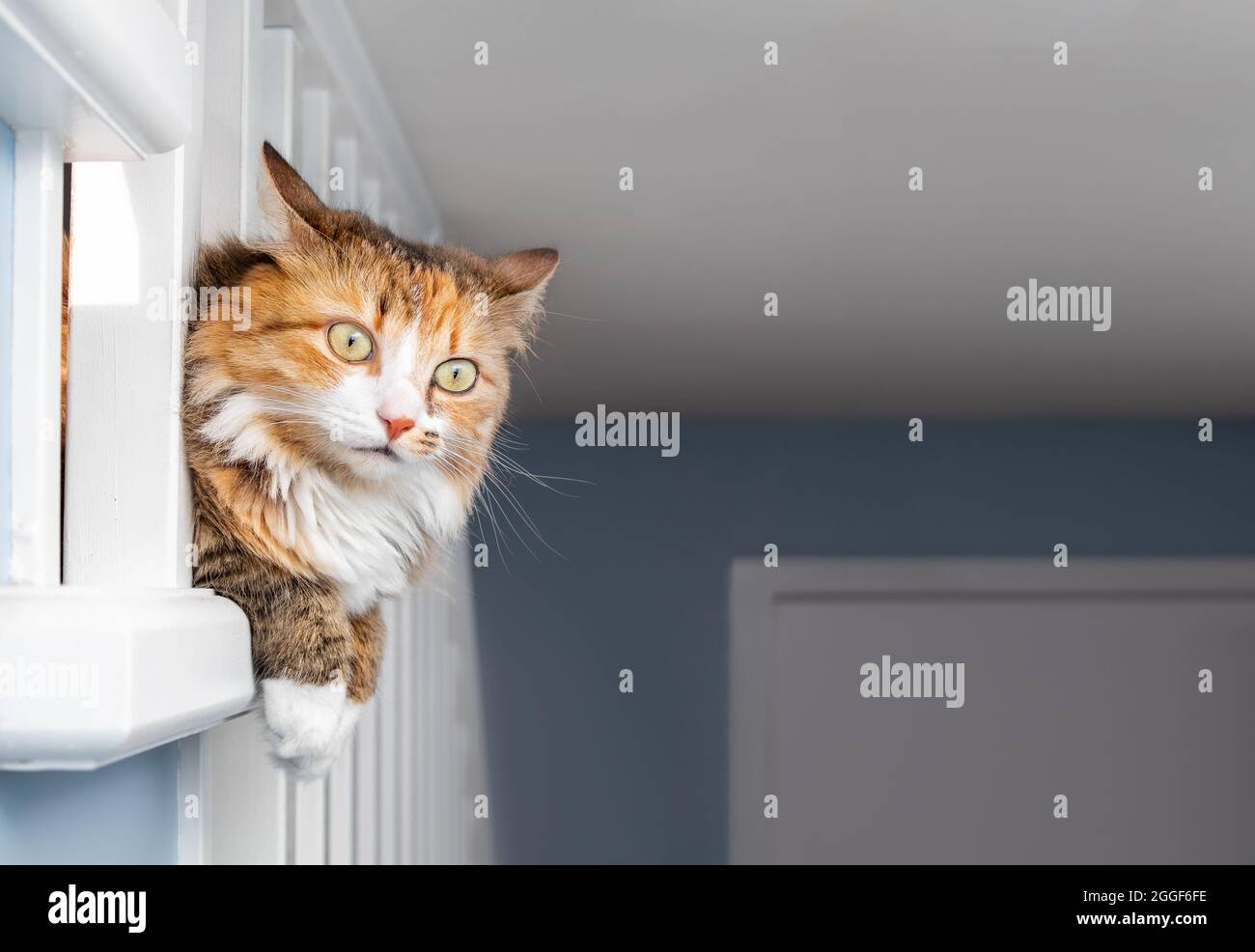 Gatto parziale appeso all'esterno della ringhiera mentre si guarda dietro l'angolo. Gattino curioso con zampe e testa attraverso la ringhiera e le orecchie girate indietro. St Foto Stock