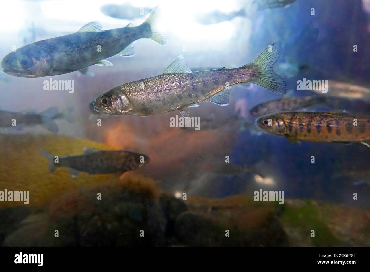 Sitka, Alaska. Baby Chinook salmone, o friggere, subito dopo la schiusa in un piccolo torrente in Sitka, Alaska. Foto Stock