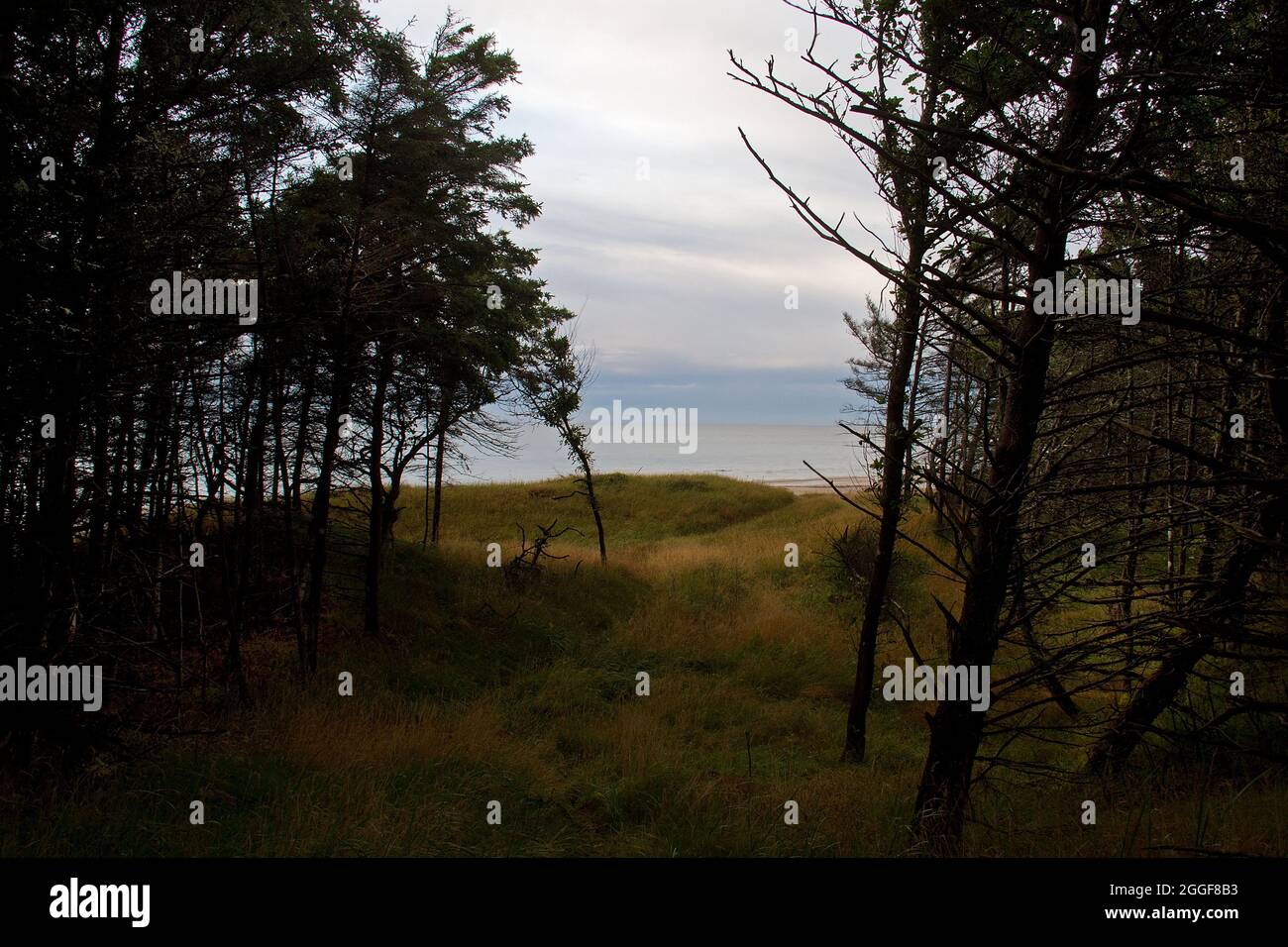 Chiaro e scuro: Vista attraverso una foresta scura fino ad un mare nebuloso Foto Stock