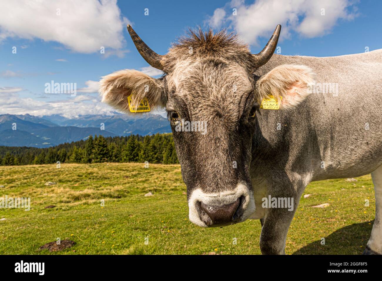 Bestiame grigio su un pascolo di montagna in Alto Adige, Italia Foto Stock