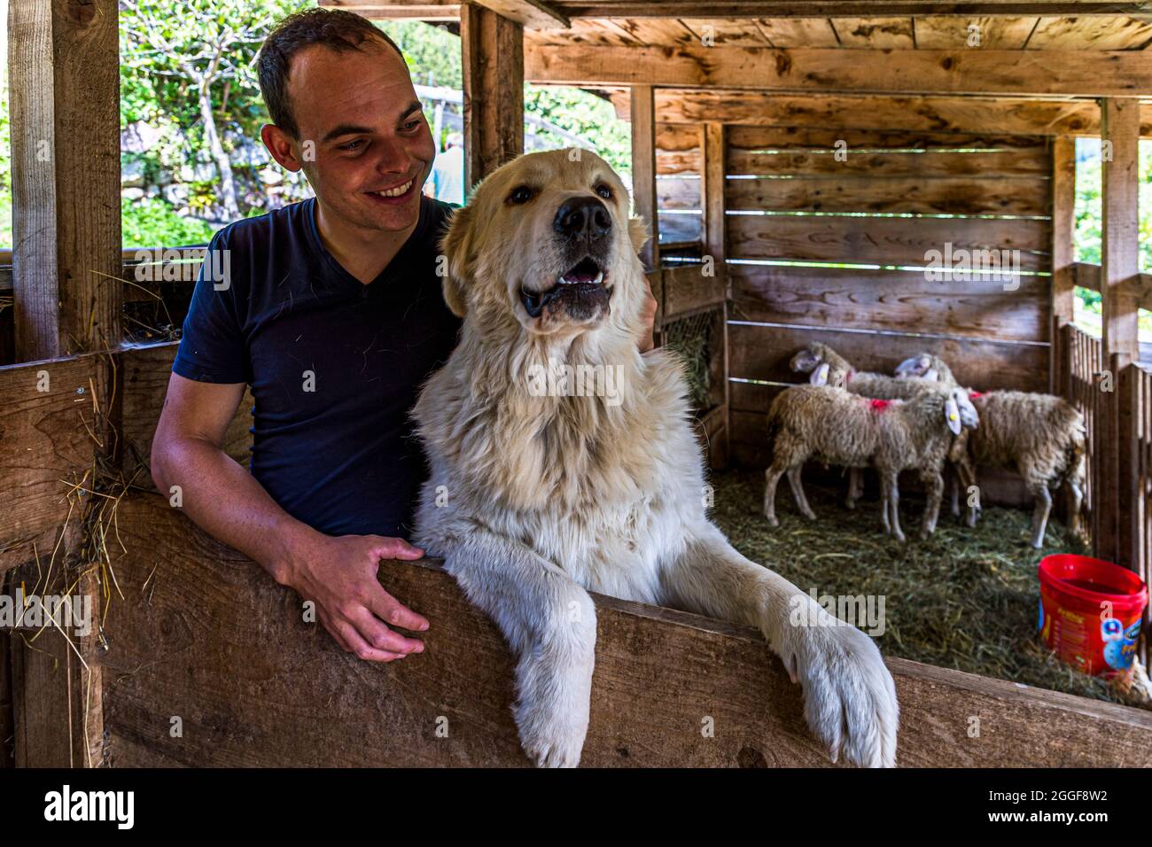 La guida escursionistica Franz Mair si sporge sorridendo sopra il recinto aperto per le pecore, accarezzando il suo cane da guardia Kira vicino al Gsteier-Alm sopra Schenna, Alto Adige, Italia; alcune pecore sono in secondo piano. Kira e Asa, entrambe di razza Cane da Pastore Maremmano Abruzzese, sorvegliano le pecore durante il giorno e diventano particolarmente vigili al tramonto e di notte. Foto Stock