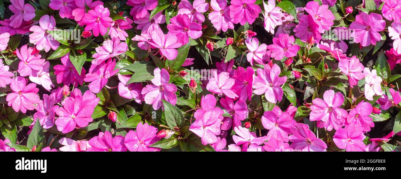 Impatiens Walleriana, rosa affollata lizzie fioritura pianta. Foto Stock
