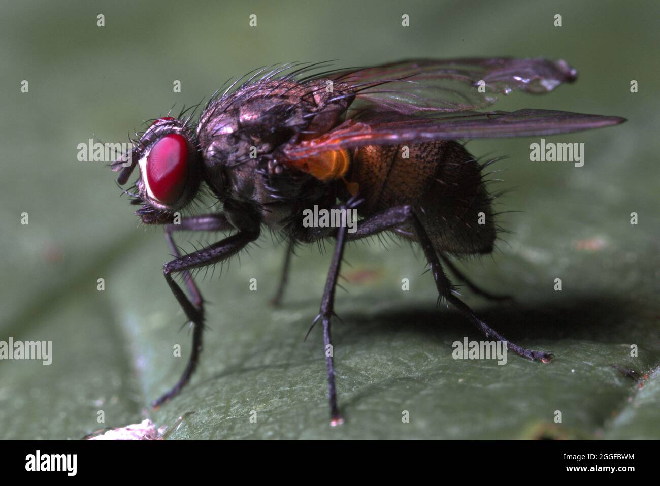 Flash Red Eyed Fly Foto Stock