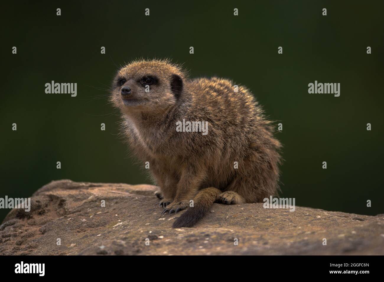 Meerkat su una roccia - Yorkshire Wildlife Park Foto Stock