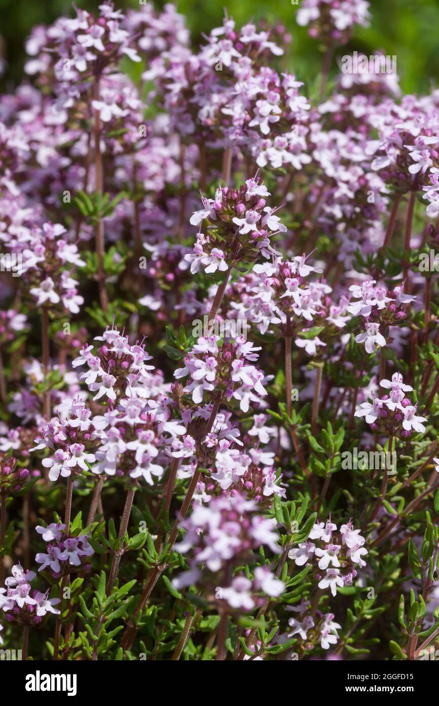 Thymian, Echter su Thymian, Römischer Quendel, Kuttelkraut, Gartenthymian, Garten-Thymian, Thymus vulgaris, Timo, Timo comune, giardino timo, Le Thym co Foto Stock