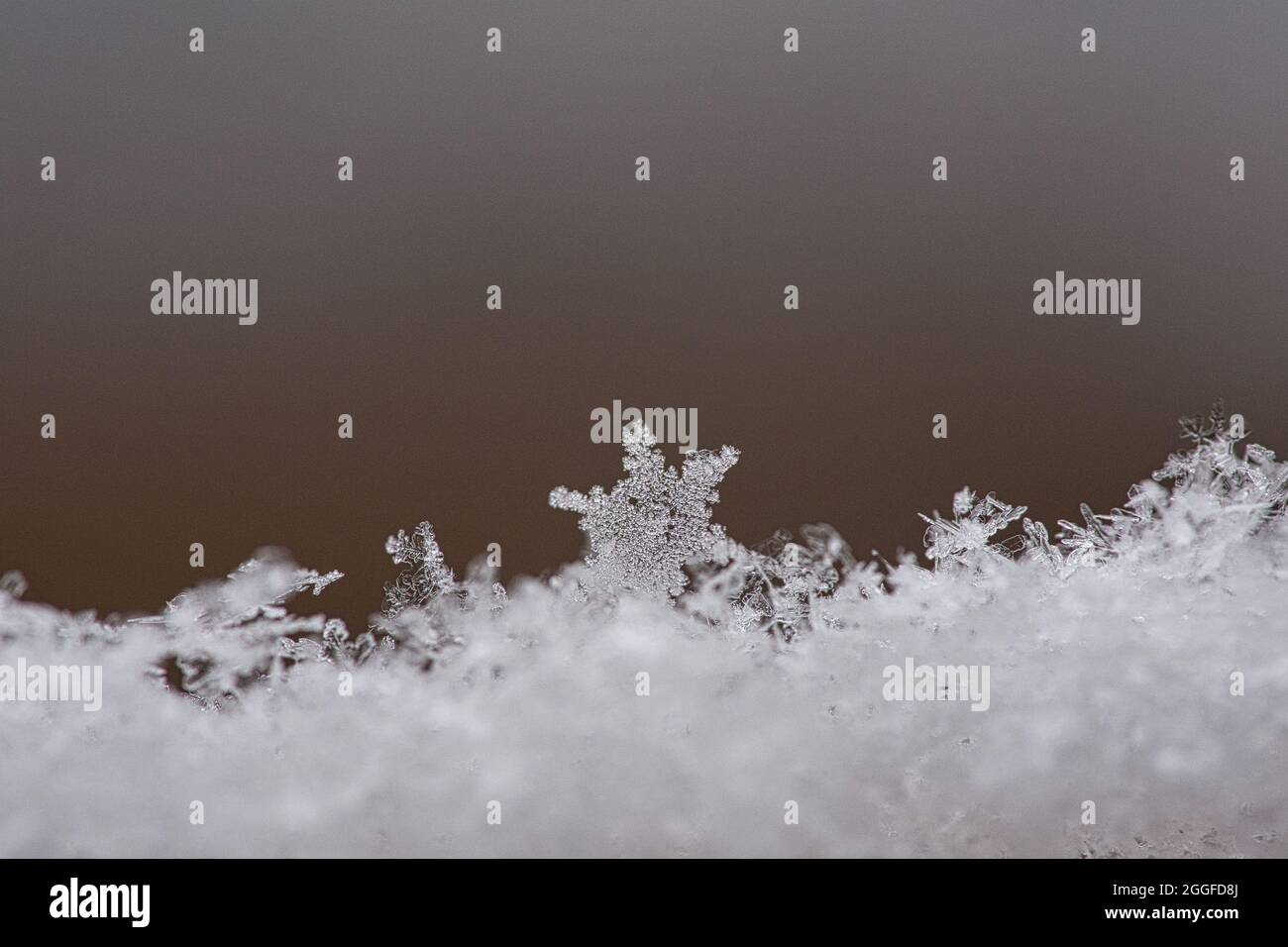 fiocco di neve e cristallo di ghiaccio nella neve. raffigurato individualmente. atmosfera di vino. dettagliato e isolato. Foto Stock