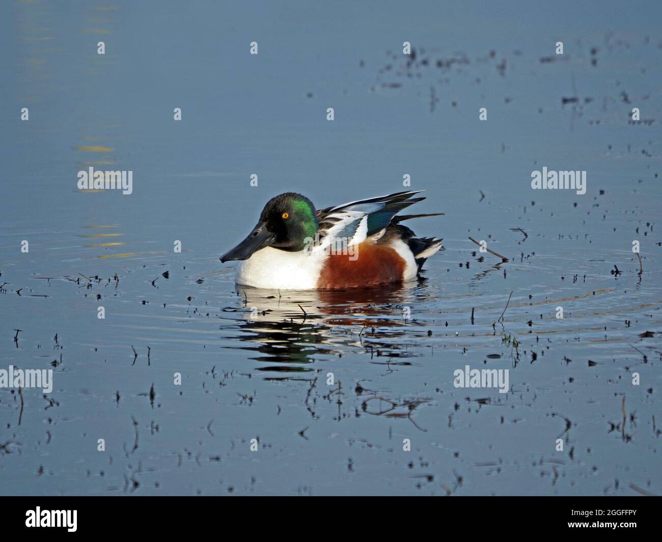 Smart drake (maschio) Northern Shoveler Duck (Anas clypeata) in acqua con riflessi al Leighton Moss RSPB Nature Reserve Lancashire, Inghilterra, Regno Unito Foto Stock