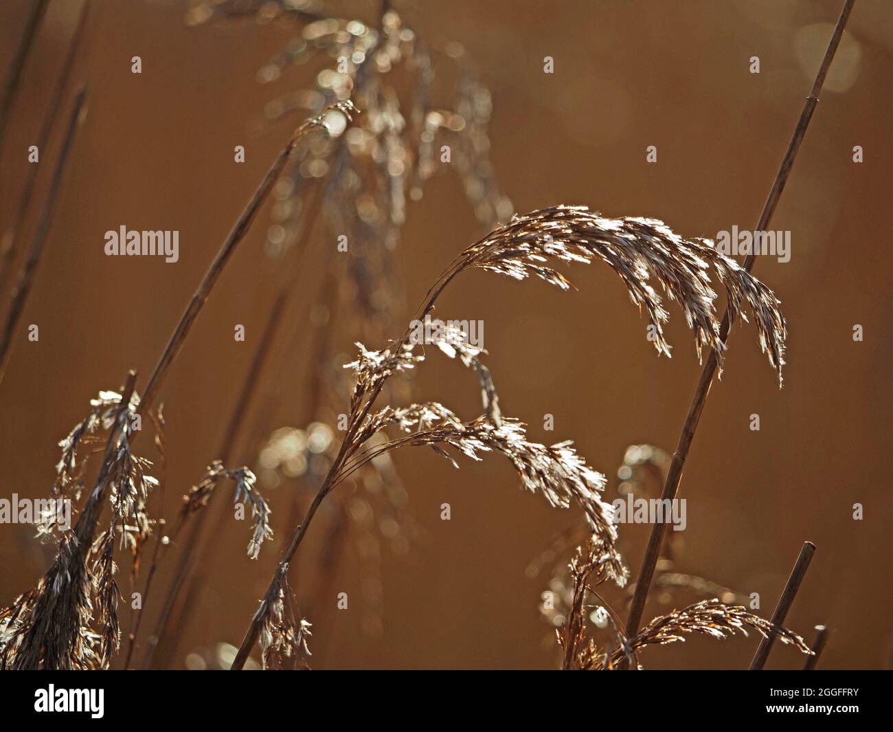 Retroilluminazione su teste di semi di canne dorate e morbide a Leighton Moss RSPB Nature Reserve Lancashire, Inghilterra, Regno Unito Foto Stock