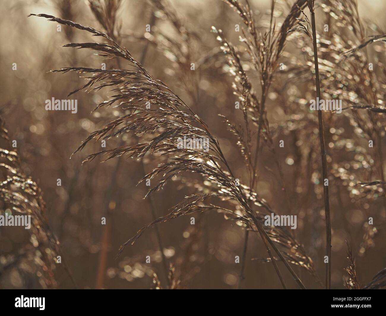 Retroilluminazione su teste di semi di canne dorate e morbide a Leighton Moss RSPB Nature Reserve Lancashire, Inghilterra, Regno Unito Foto Stock