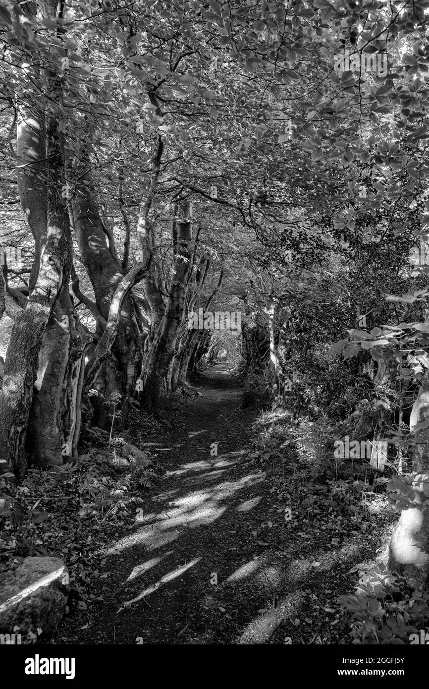 Un viale di alberi, 'Fox Lane', Aberdeen, Scozia Foto Stock