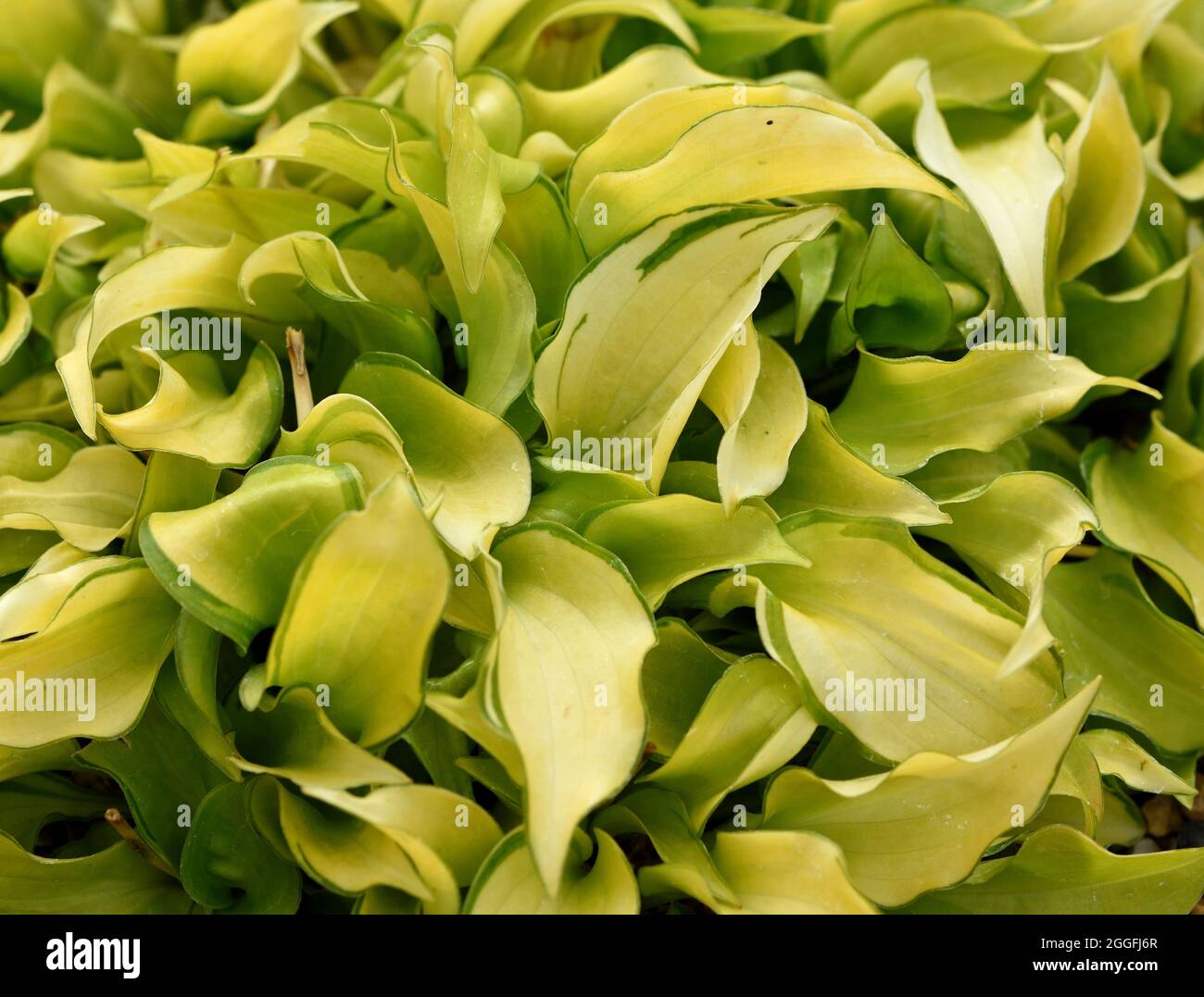 Le foglie gialle e verdi di Hosta Cracker si sbriciola. Foto Stock