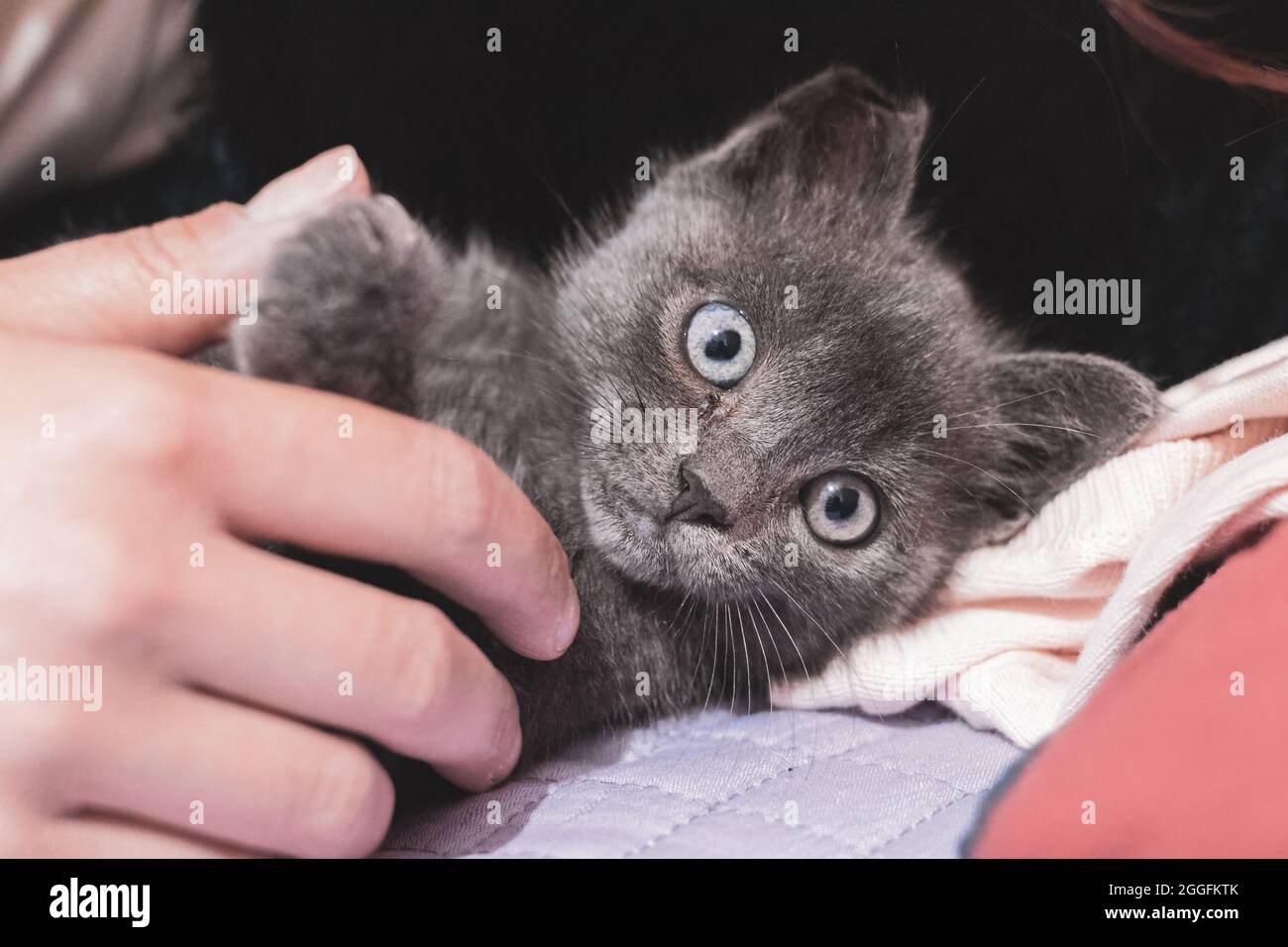 carezzando delicatamente un gatto Foto Stock