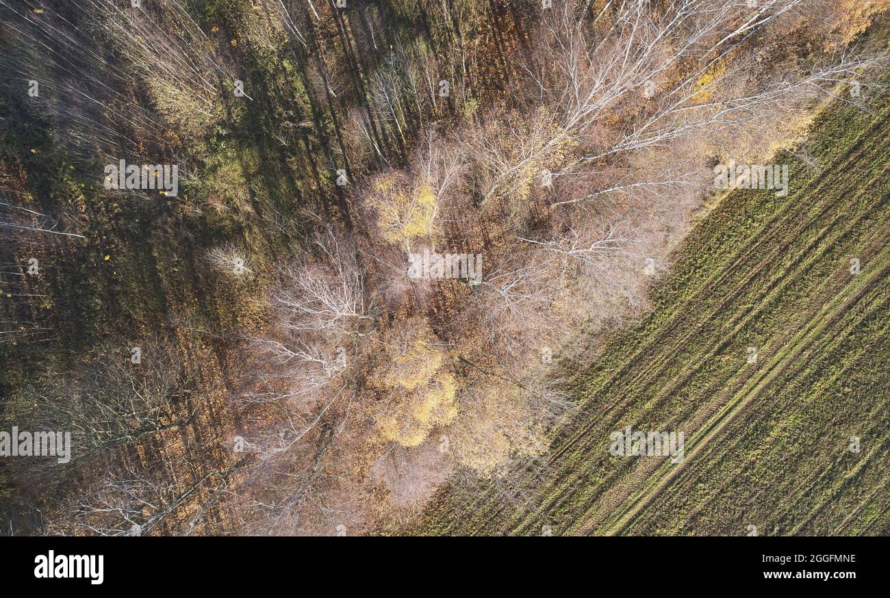 Alberi bianchi testa sopra la vista dall'alto con campo verde Foto Stock