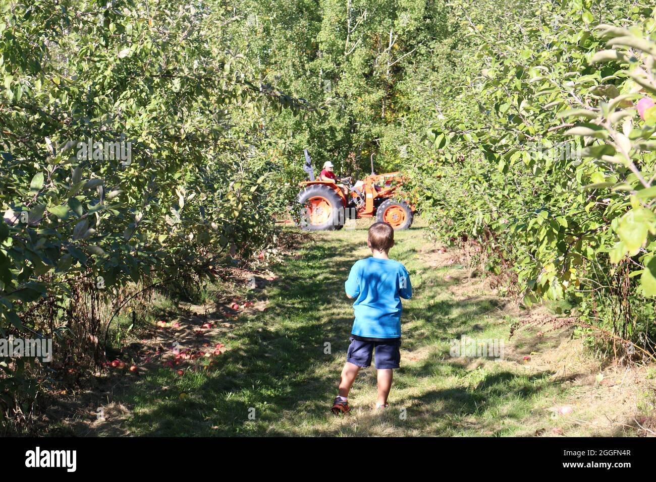 Piccolo bambino che cammina attraverso un frutteto di mele Foto Stock