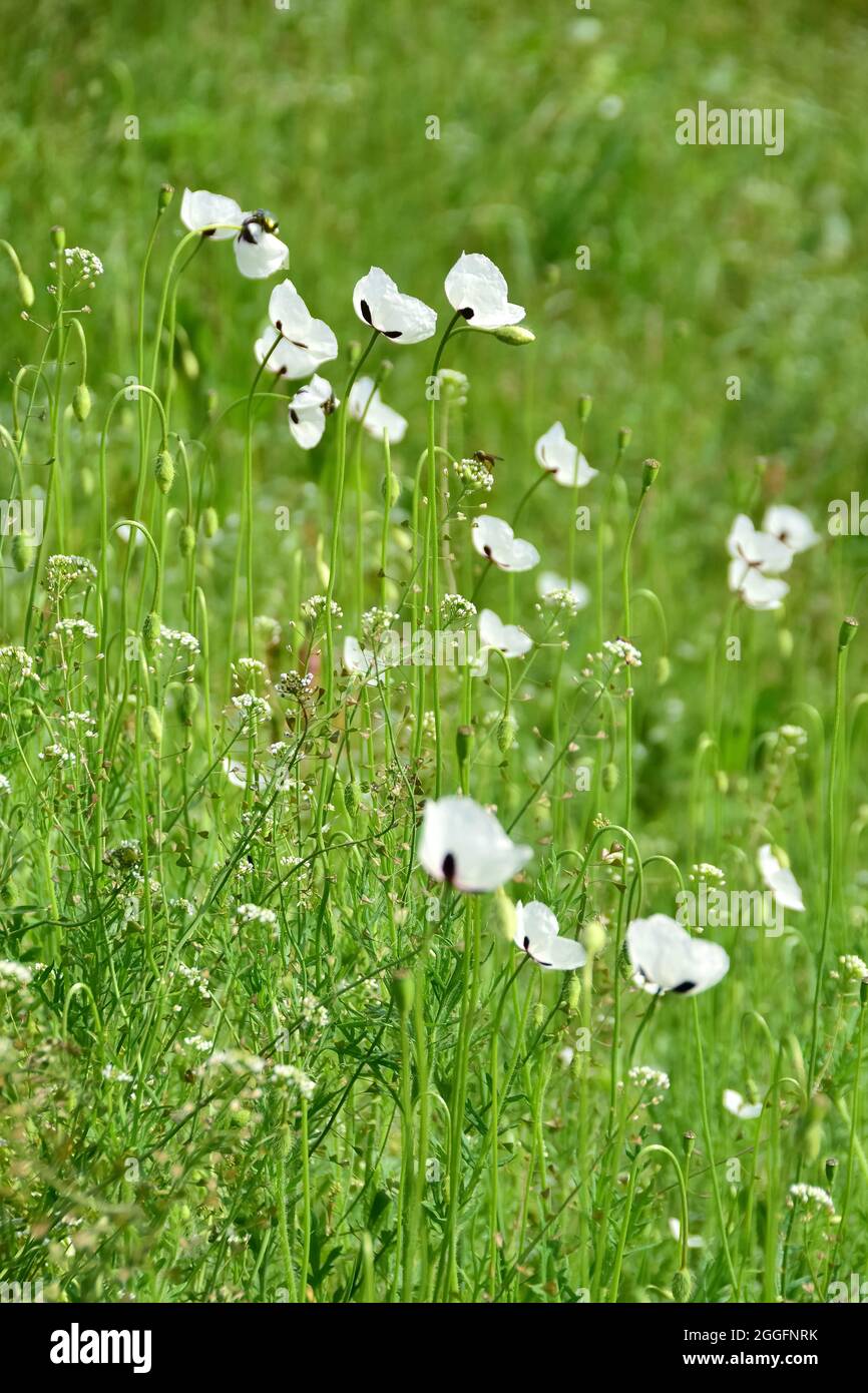 Papavero a testa lunga, Saat-Mohn, Papaver dubium albiflorum, bujdosó mák, Ungheria, Magyarország, Europa Foto Stock