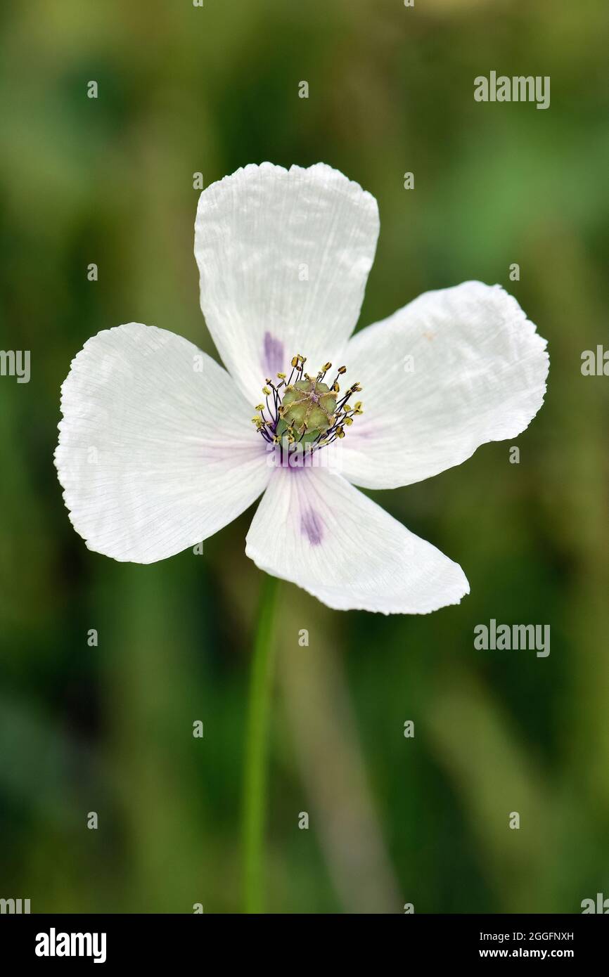 Papavero a testa lunga, Saat-Mohn, Papaver dubium albiflorum, bujdosó mák, Ungheria, Magyarország, Europa Foto Stock