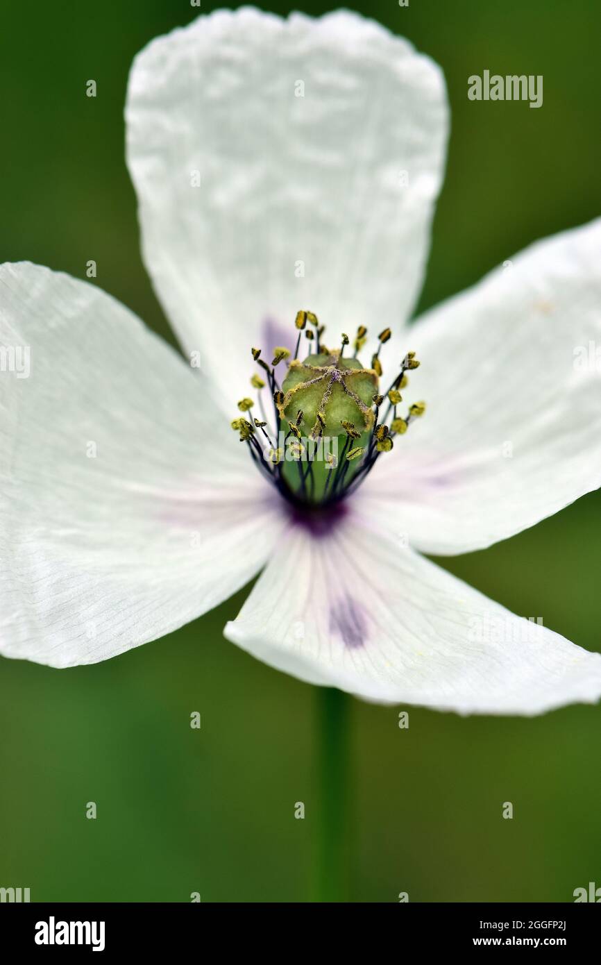 Papavero a testa lunga, Saat-Mohn, Papaver dubium albiflorum, bujdosó mák, Ungheria, Magyarország, Europa Foto Stock