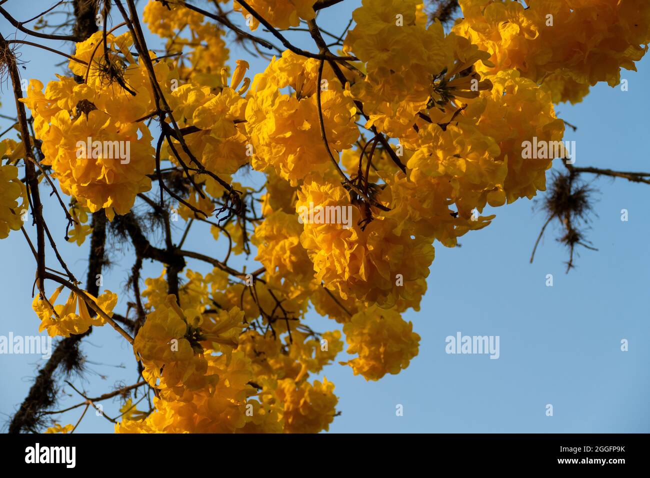 L'albero della tromba d'oro, Handroanthus albus. Il fiore è il fiore nazionale del Brasile, mentre l'albero stesso è l'albero nazionale del Brasile. Foto Stock