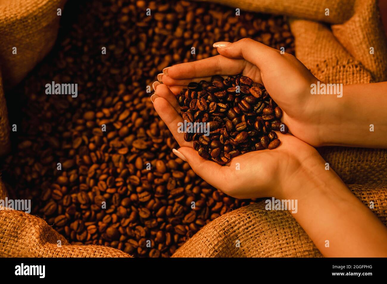 Primo piano di mani femminili che tengono i chicchi di caffè in mano davanti al sacco di burlap di caffè Foto Stock