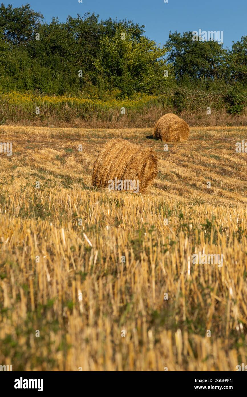 Balle rotonde di paglia in campo agricolo dopo la raccolta di cereali in luce solare d'oro in autunno Foto Stock