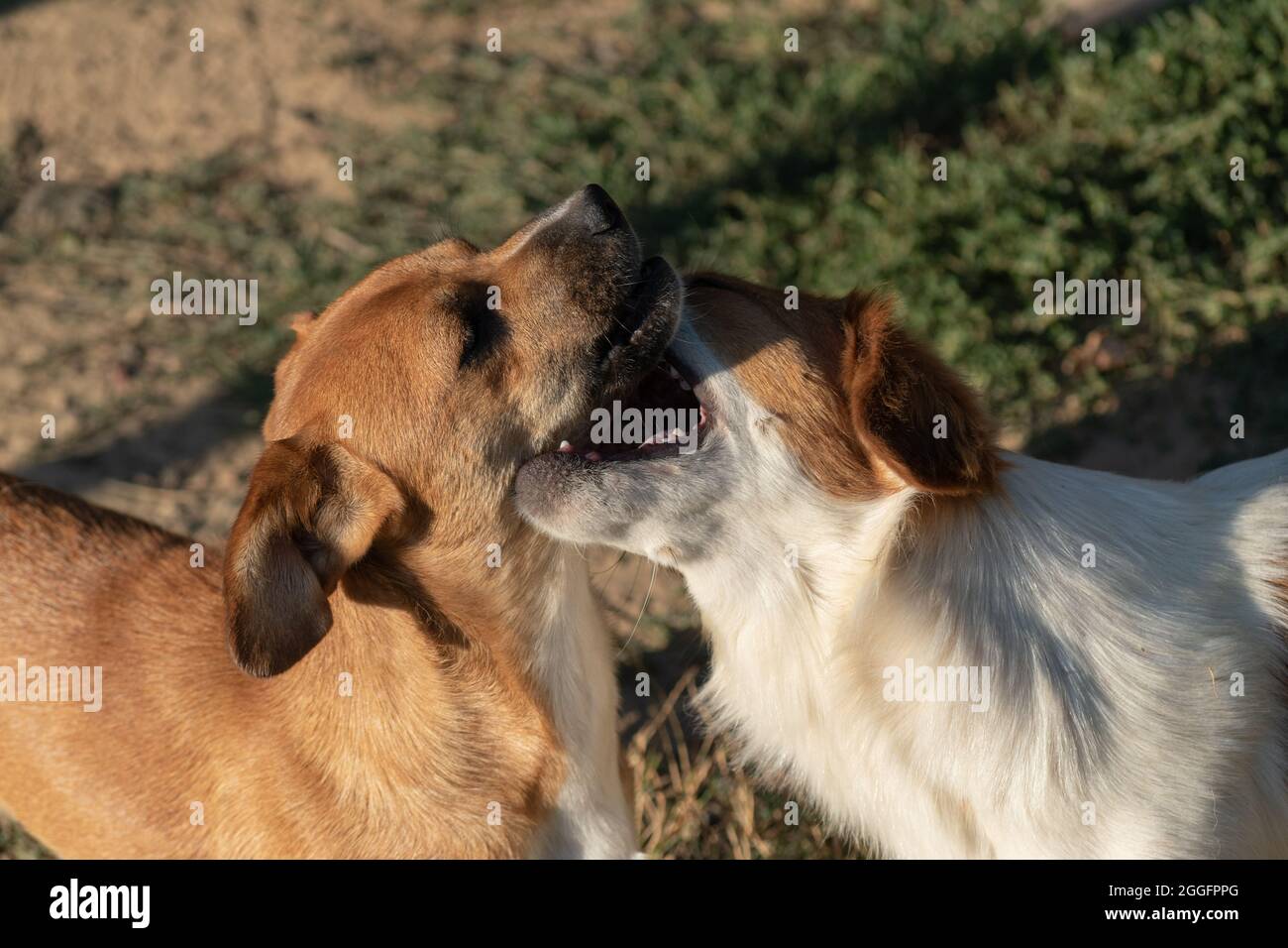 Due cani giocosi che si stuzzicavano a vicenda, amicizia animale domestico Foto Stock