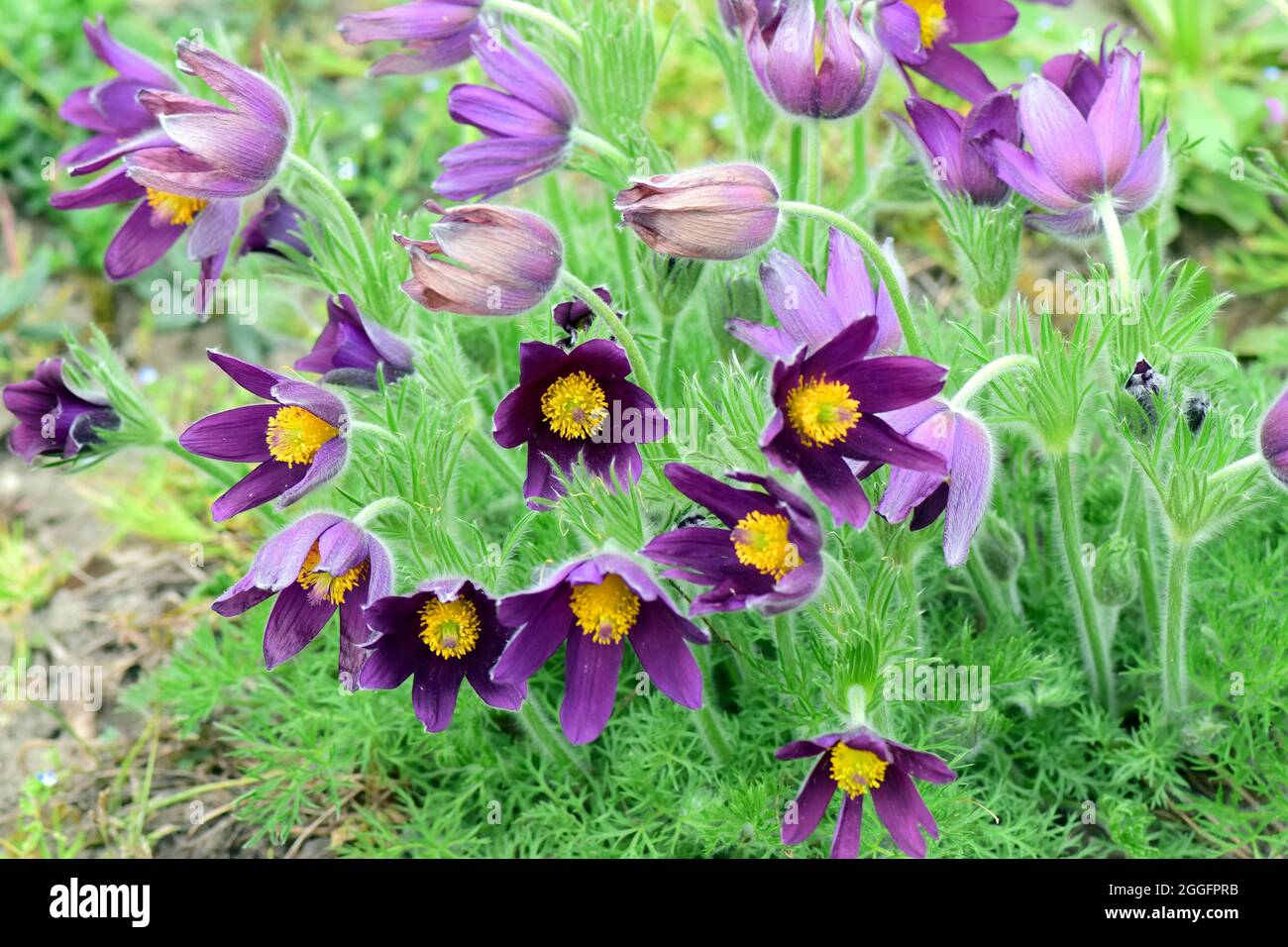 L'anemone di Haller, il fiore di pasque, Hallers Kuhschelle, Kuhschelle, Pulsatilla halleri ssp stiriaca, kökörcsin Foto Stock