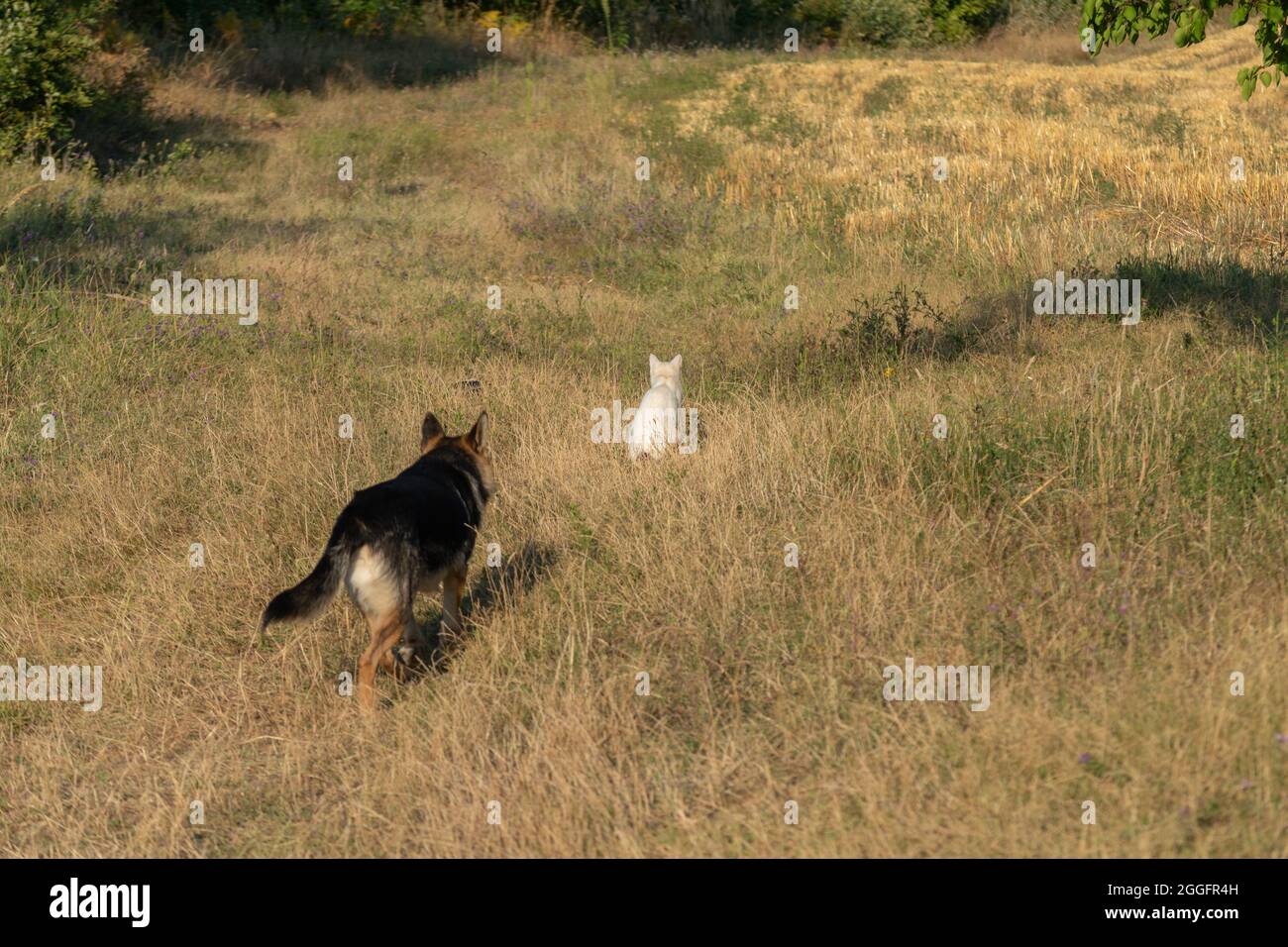 Il gatto è seduto sul campo e il cane sta camminando a lei da dietro, animali domestici in campagna Foto Stock