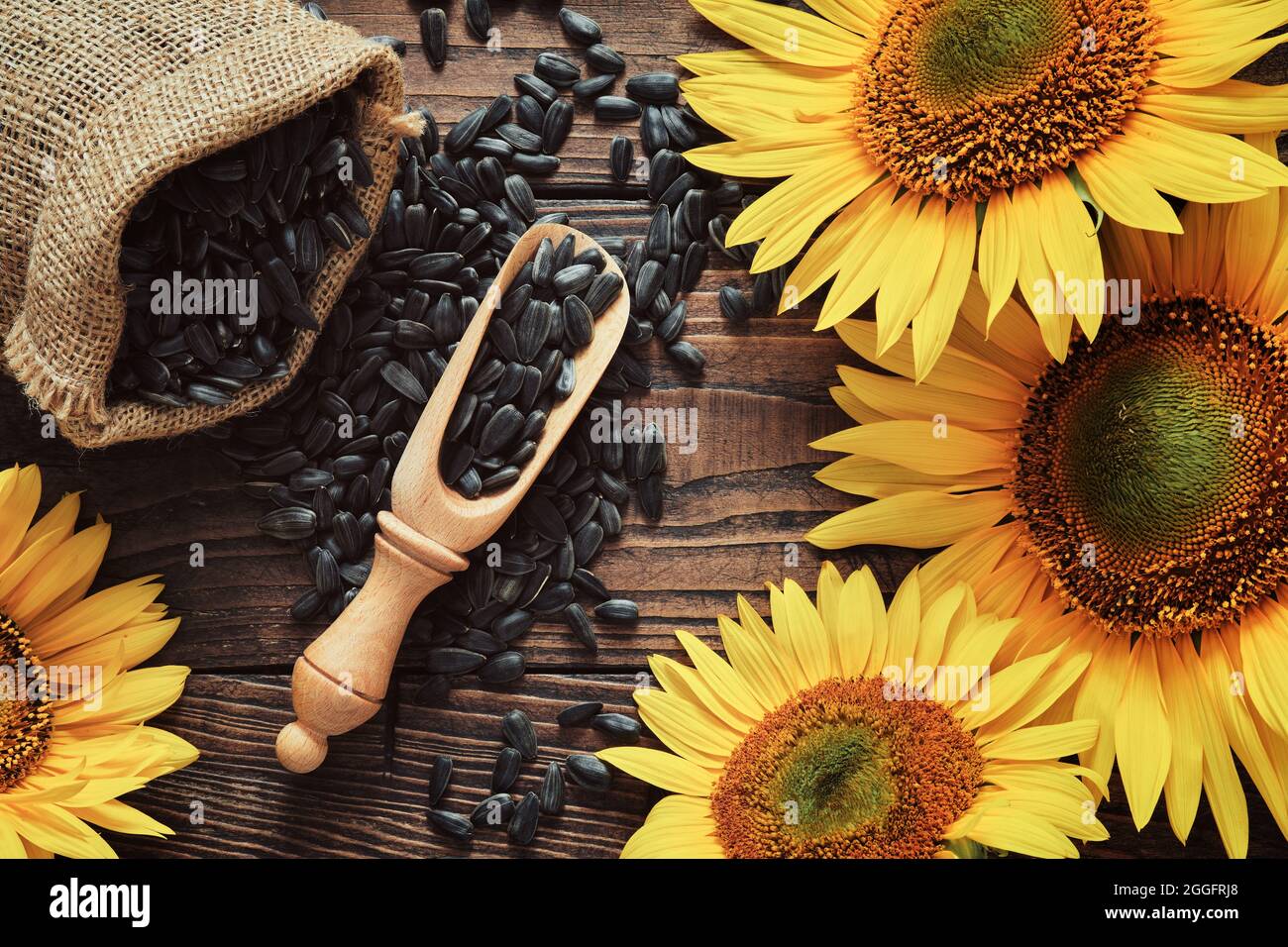 Sacco di tela di semi di girasole, semi neri sparsi e bellissimi girasoli gialli su tavola di legno, vista dall'alto. Foto Stock