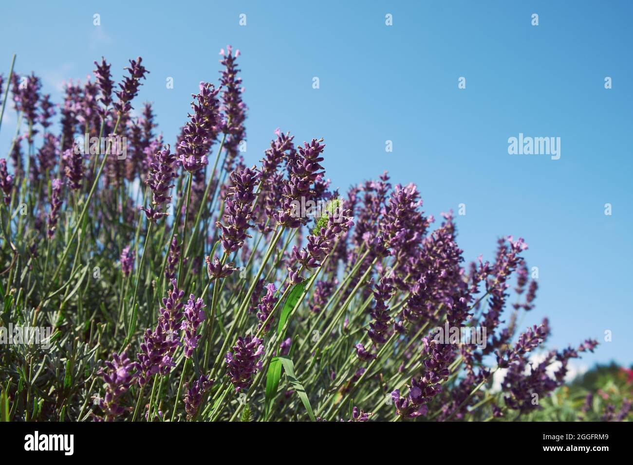 Fiori di lavanda cespuglio contro il cielo blu. Foto Stock