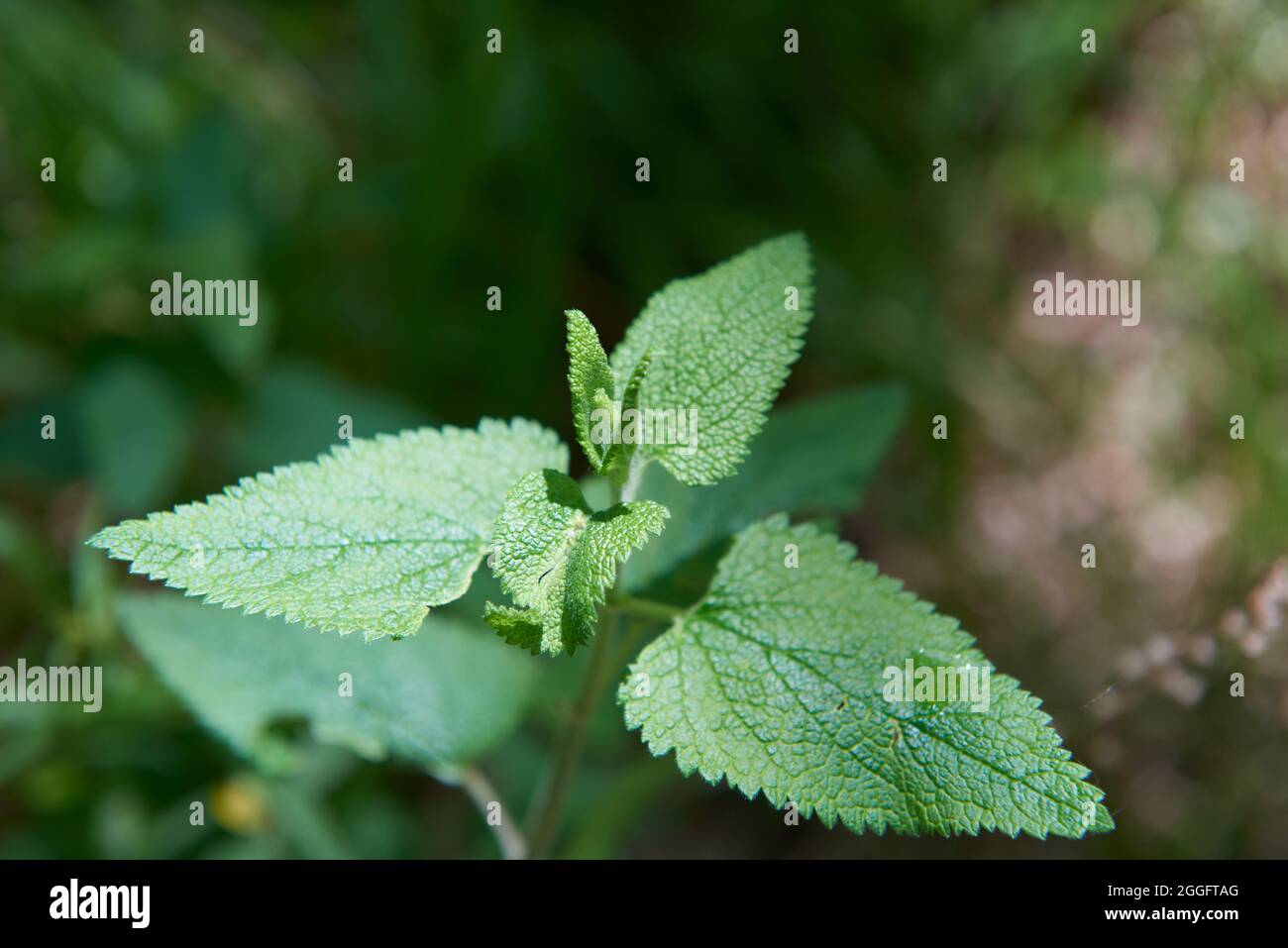 una pianta fresca di balsamo al limone con foglie verdi Foto Stock