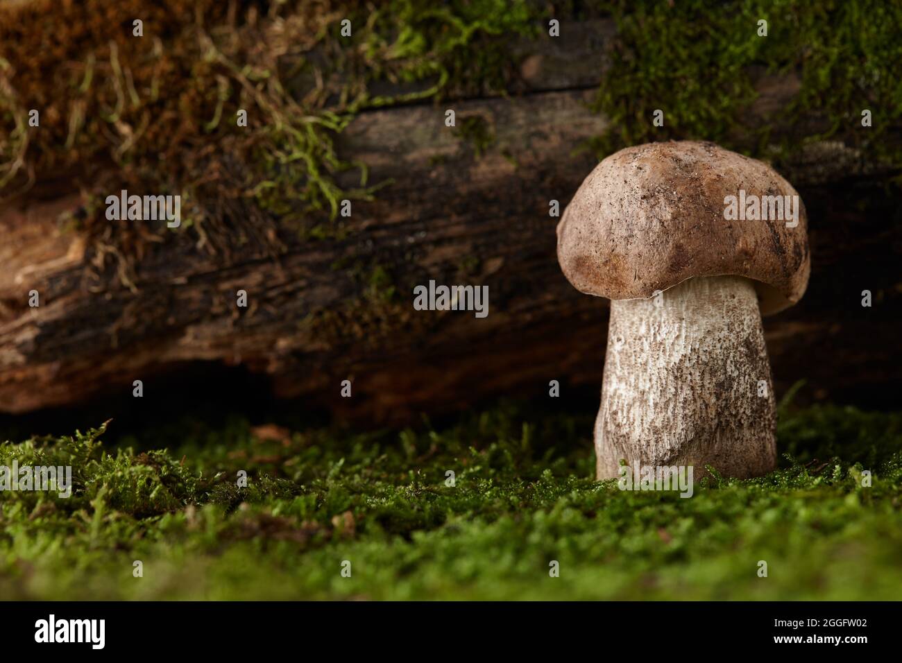 Testa marrone boletus fungo crescere sotto snag Foto Stock